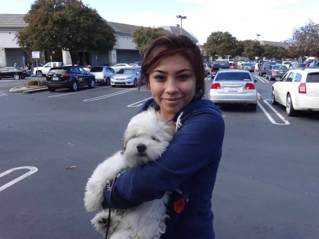 how much does a yorkie poo cost how much does a maltipoo cost goldenacresdogs how much does a yorkie poo cost how much does a maltipoo cost goldenacresdogs