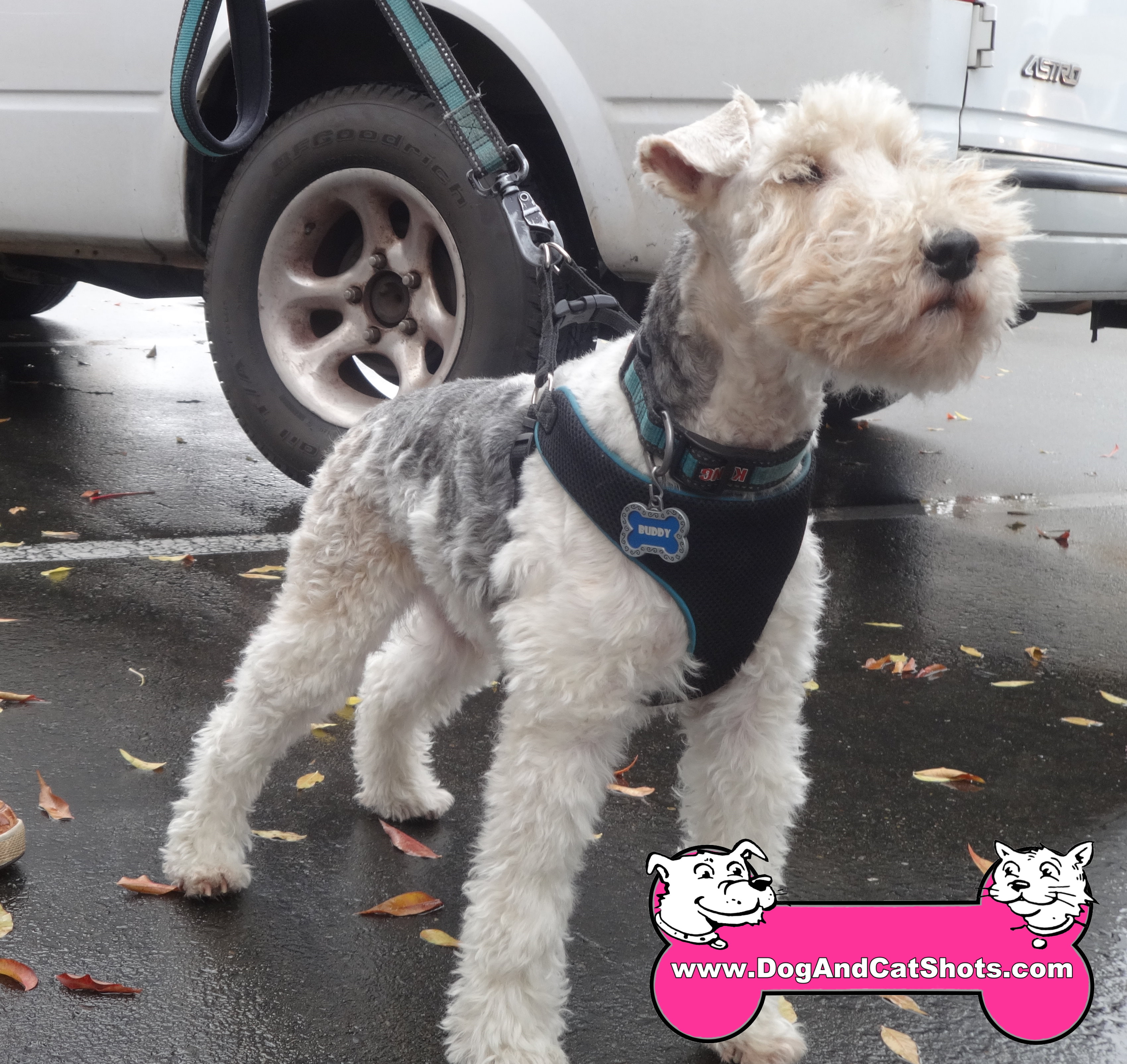 Low Cost Dog And Cat Shots In Northern California Wire Fox Terrier