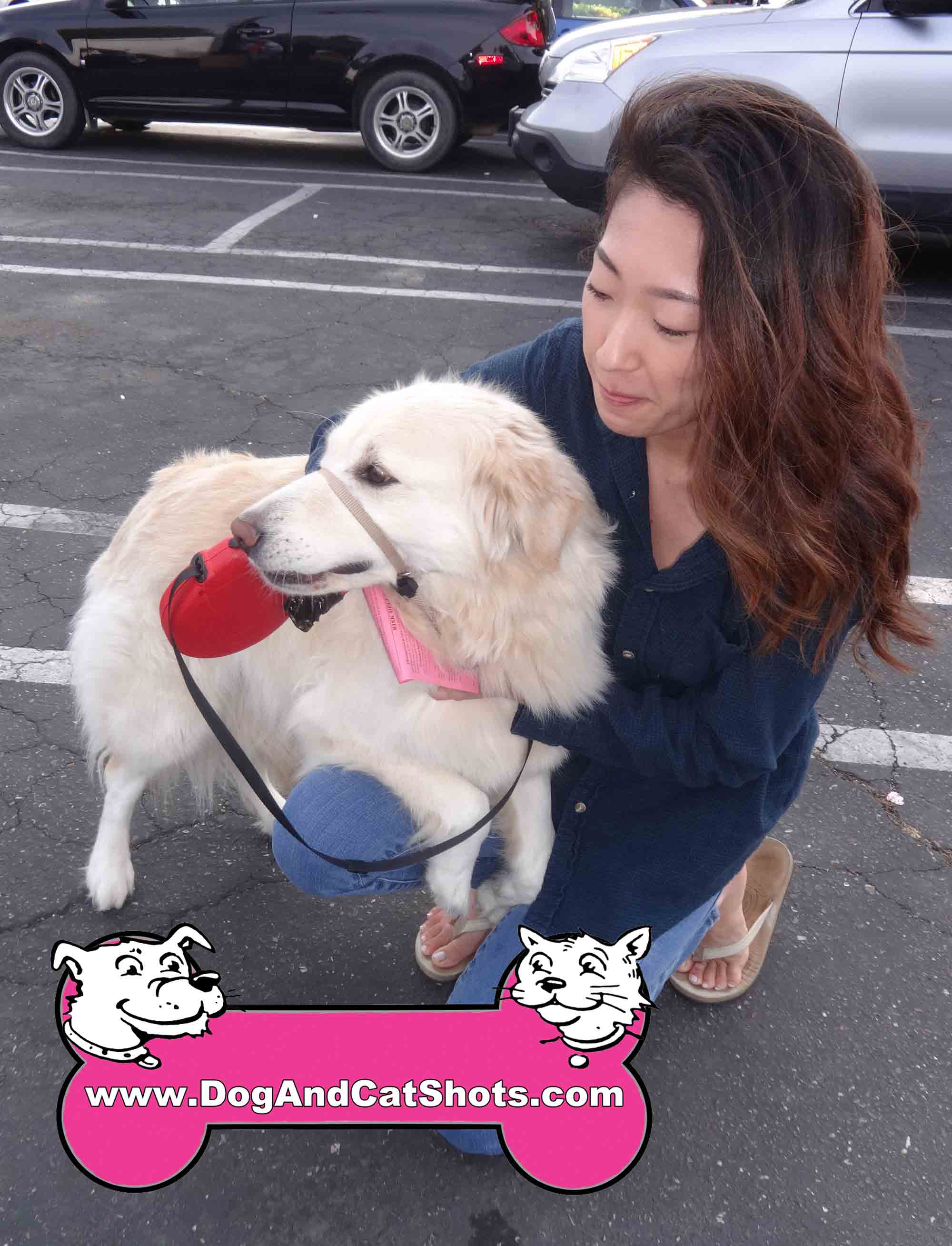 golden retriever vaccination cost low cost and cat in northern california worried moony the golden retriever golden retriever vaccination cost low cost and cat in northern california worried moony the golden retriever