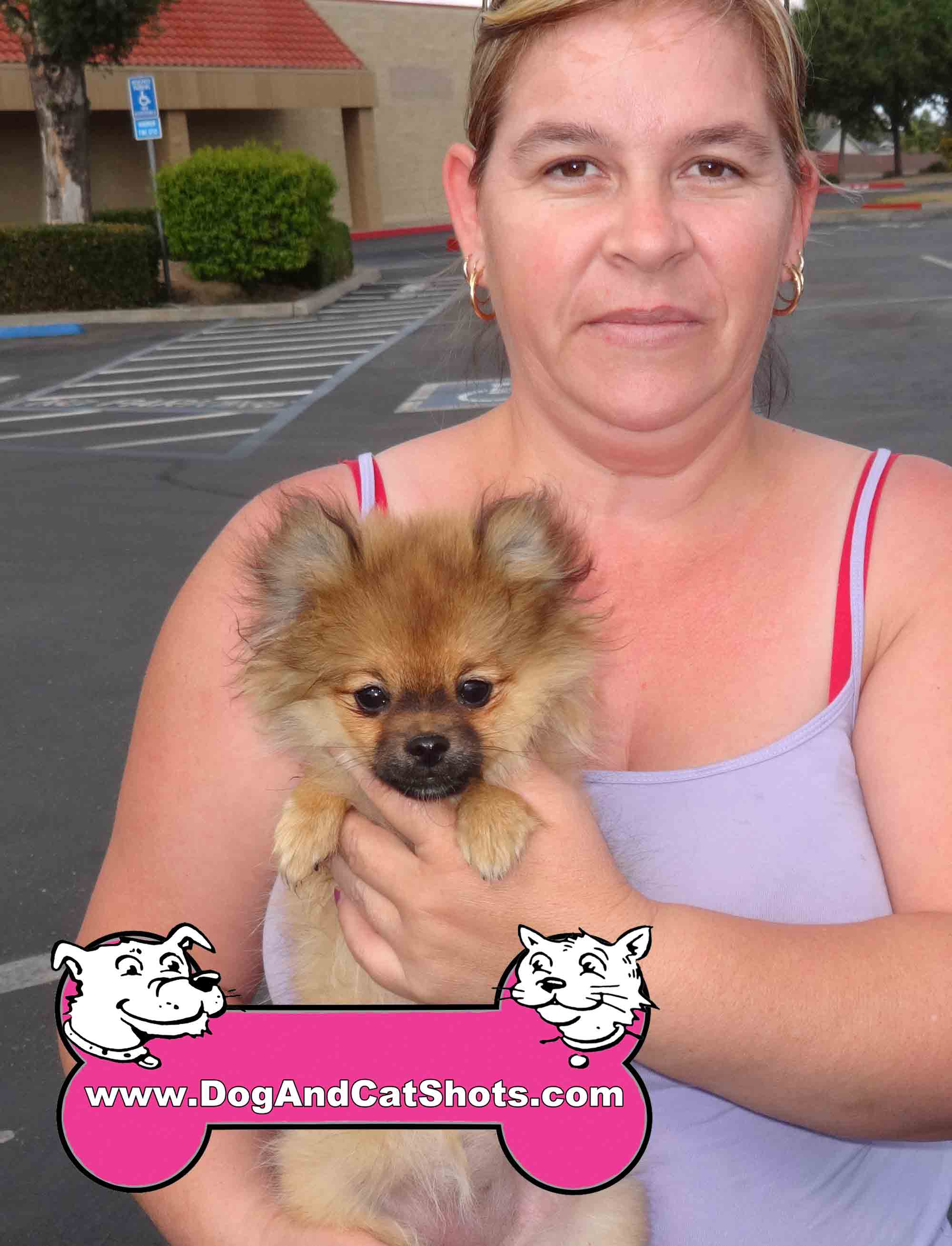 pomeranian coughing and low cost and cat in northern california we met pomeranian coughing and low cost and cat in northern california we met