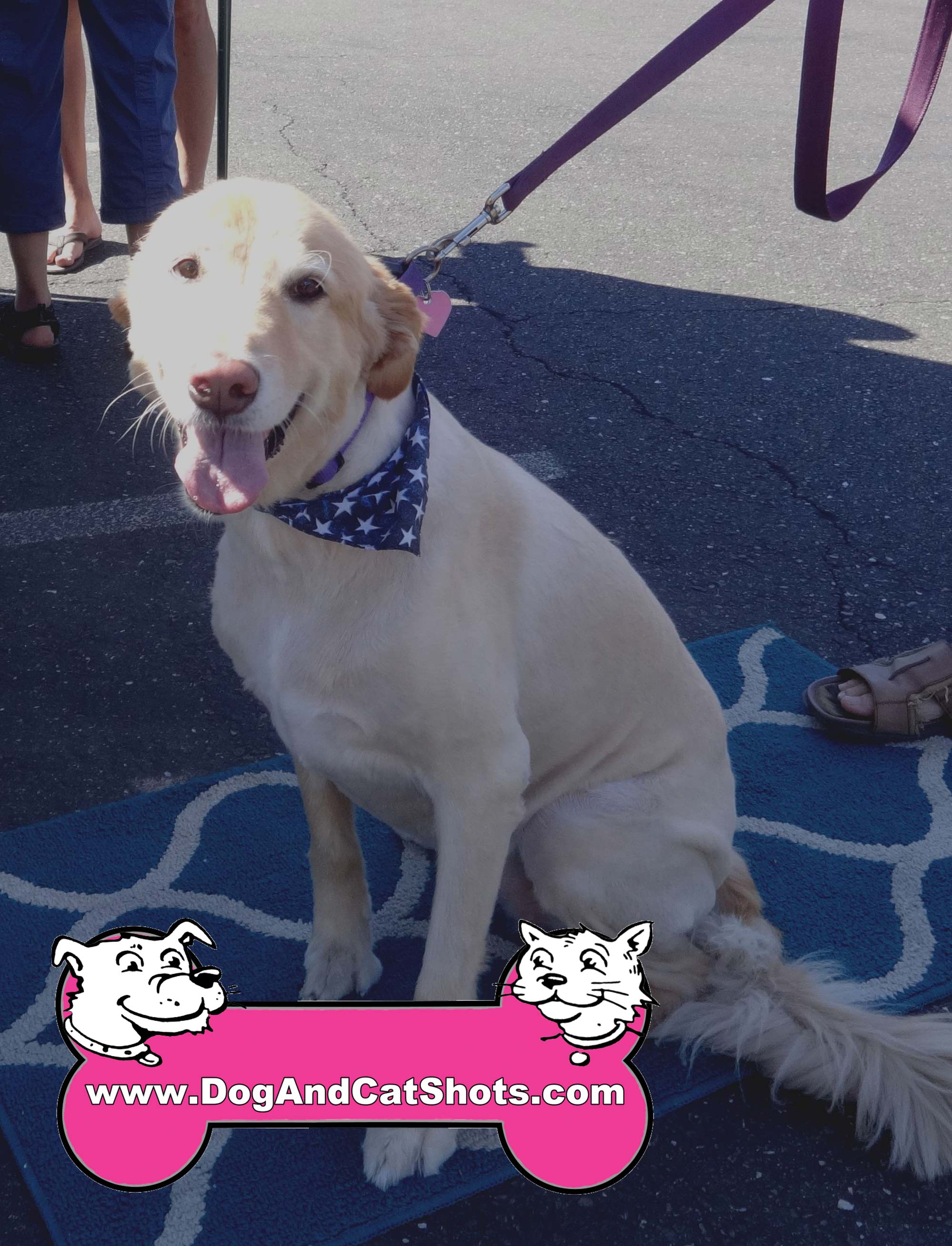 golden retriever vaccination cost low cost and cat in northern california mykley the golden retriever visited golden retriever vaccination cost low cost and cat in northern california mykley the golden retriever visited