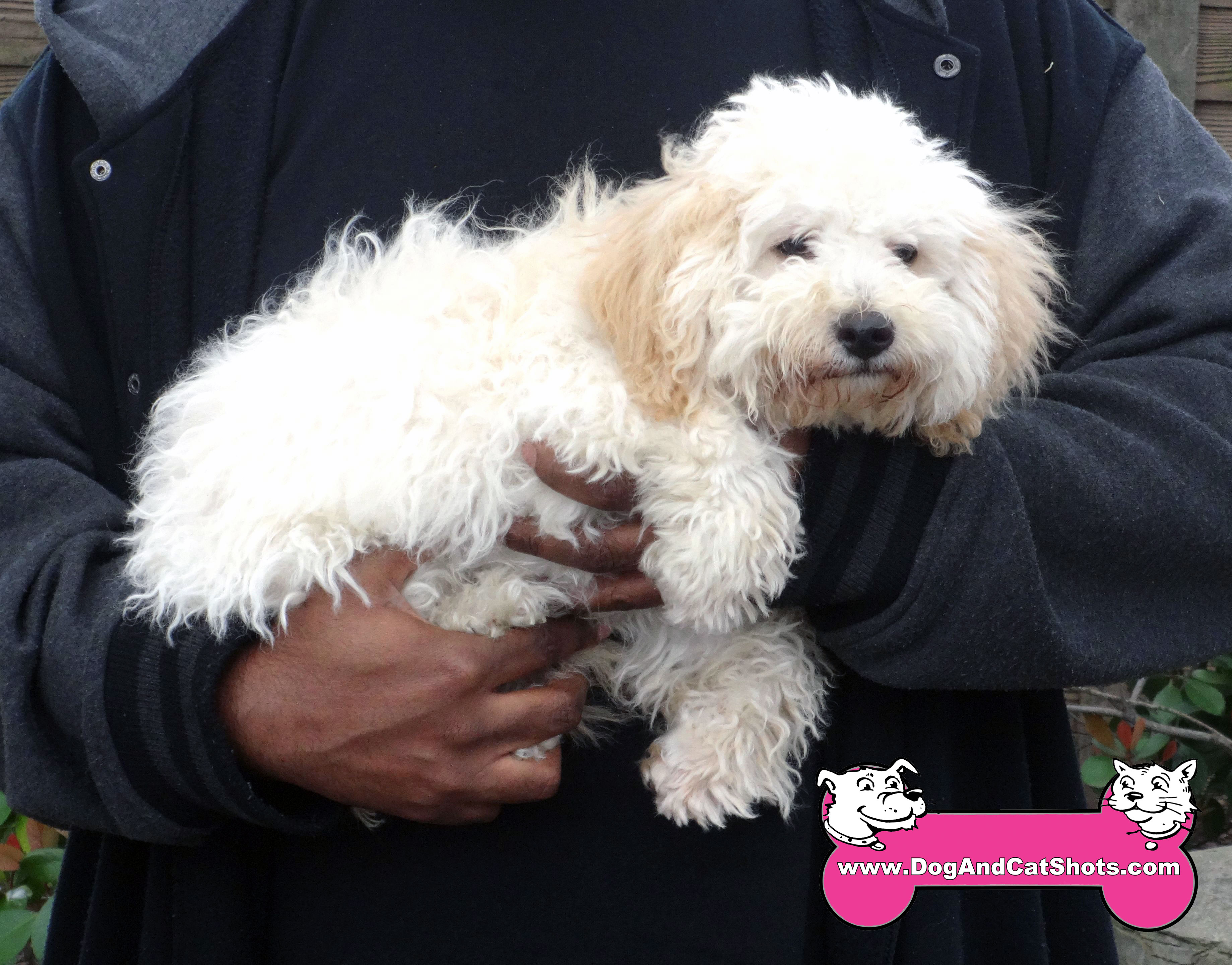 how much does a maltese shih tzu cost low cost and cat in northern california marley the maltese shih tzu mix got how much does a maltese shih tzu cost low cost and cat in northern california marley the maltese shih tzu mix got