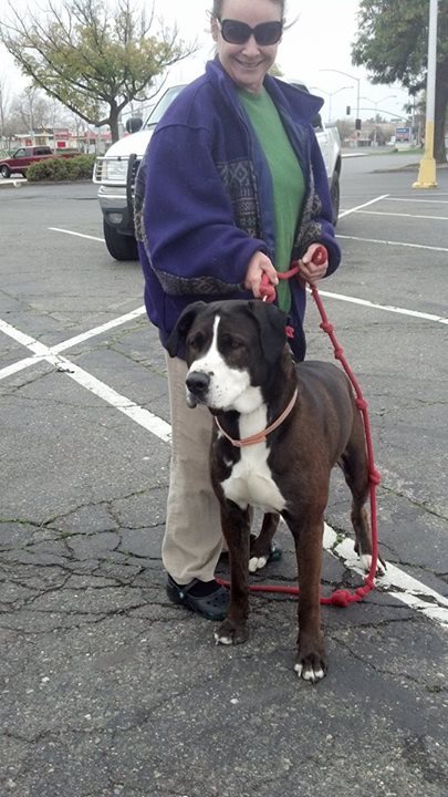 Low Cost Dog and Cat Shots in Northern California Mastiff ...
