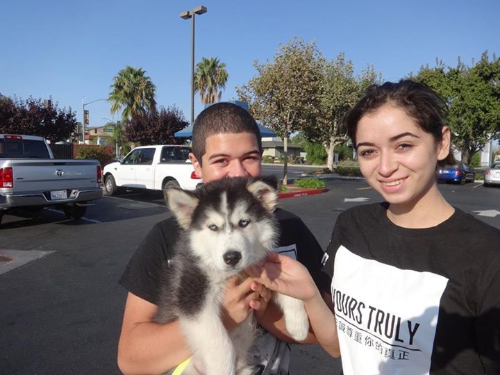 Low Cost Dog and Cat Shots in Northern California Malamute got low