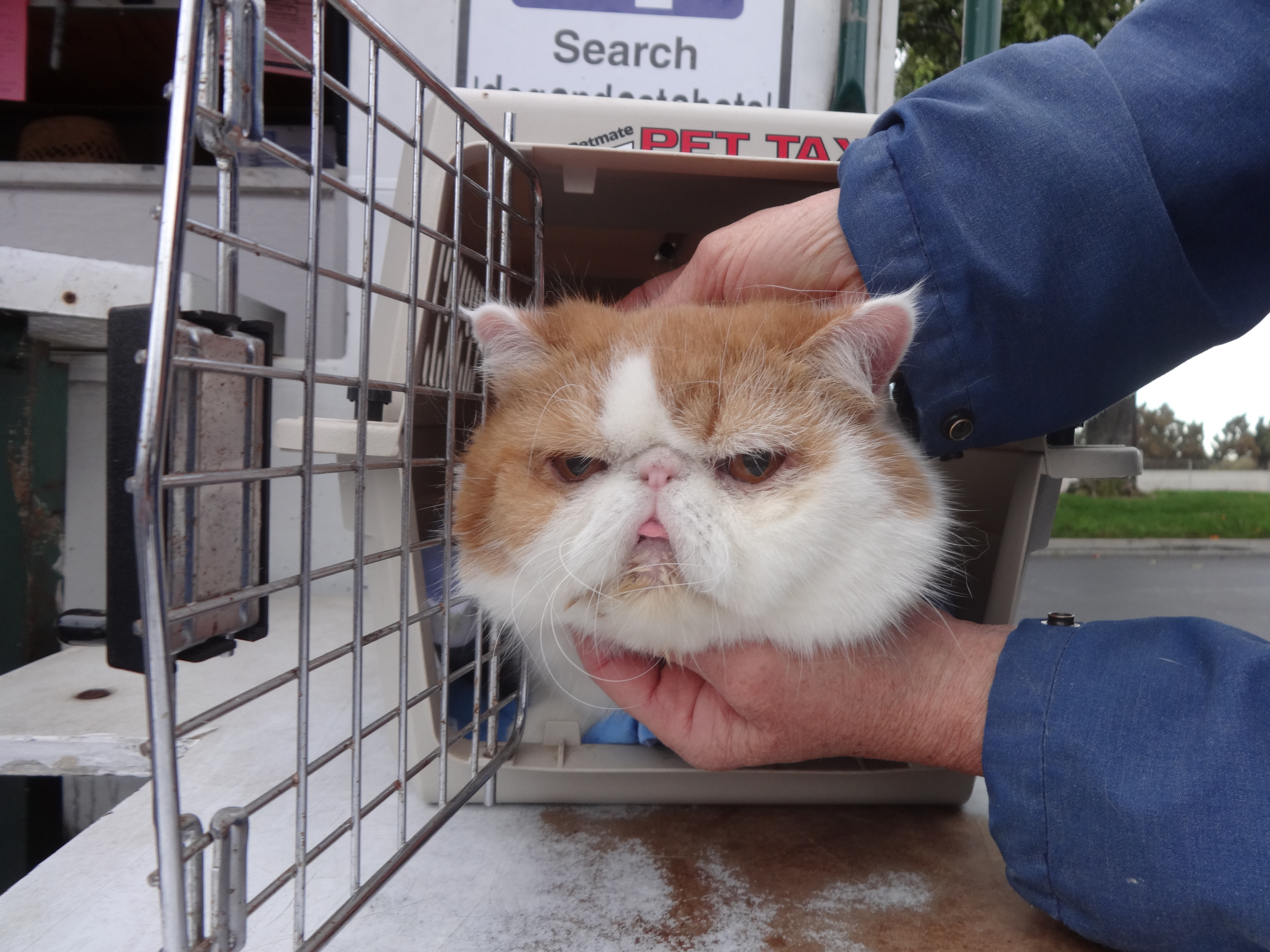Low Cost Dog and Cat Shots in Northern California Persian Cat gets shots  Vallejo - Low Cost Dog and Cat Shots in Northern California