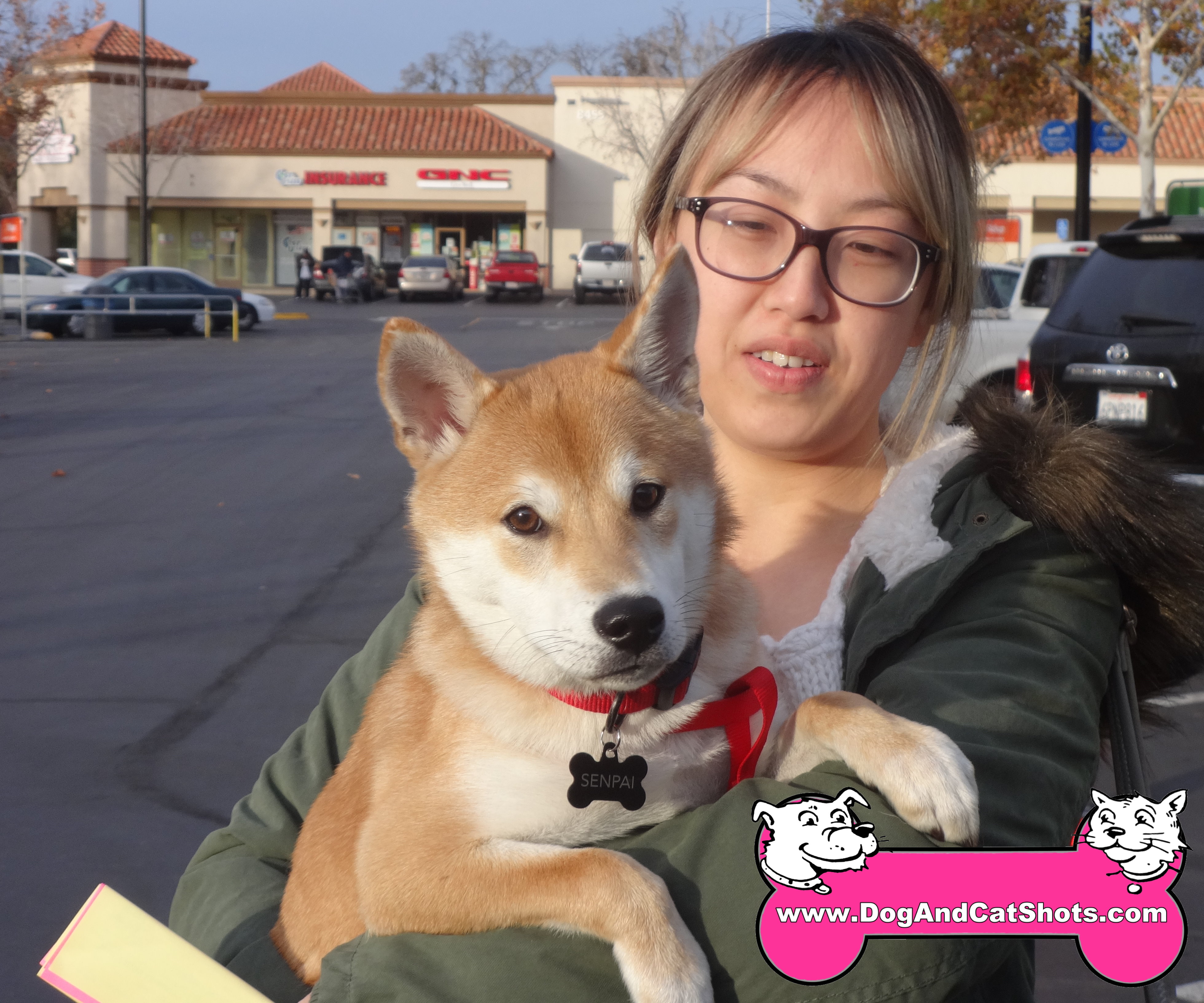 Low Cost Dog And Cat Shots In Northern California Shiba Inu