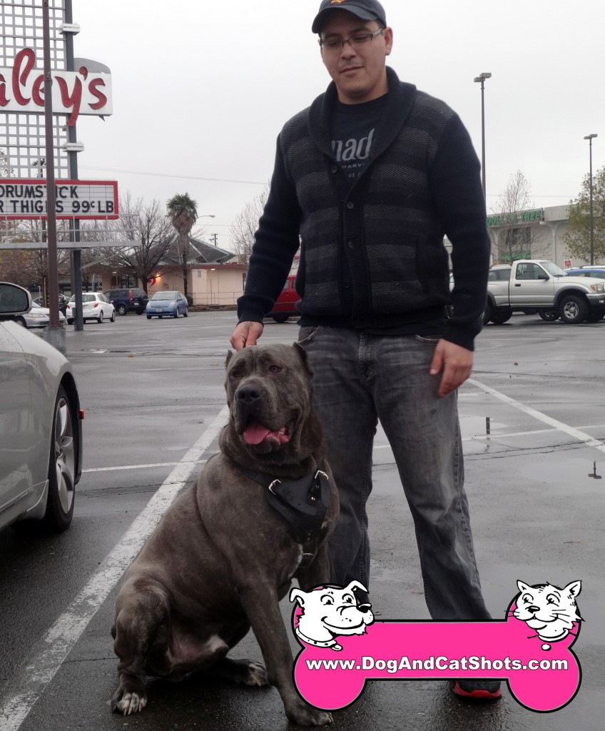 Are Cane Corsos Good With Cats