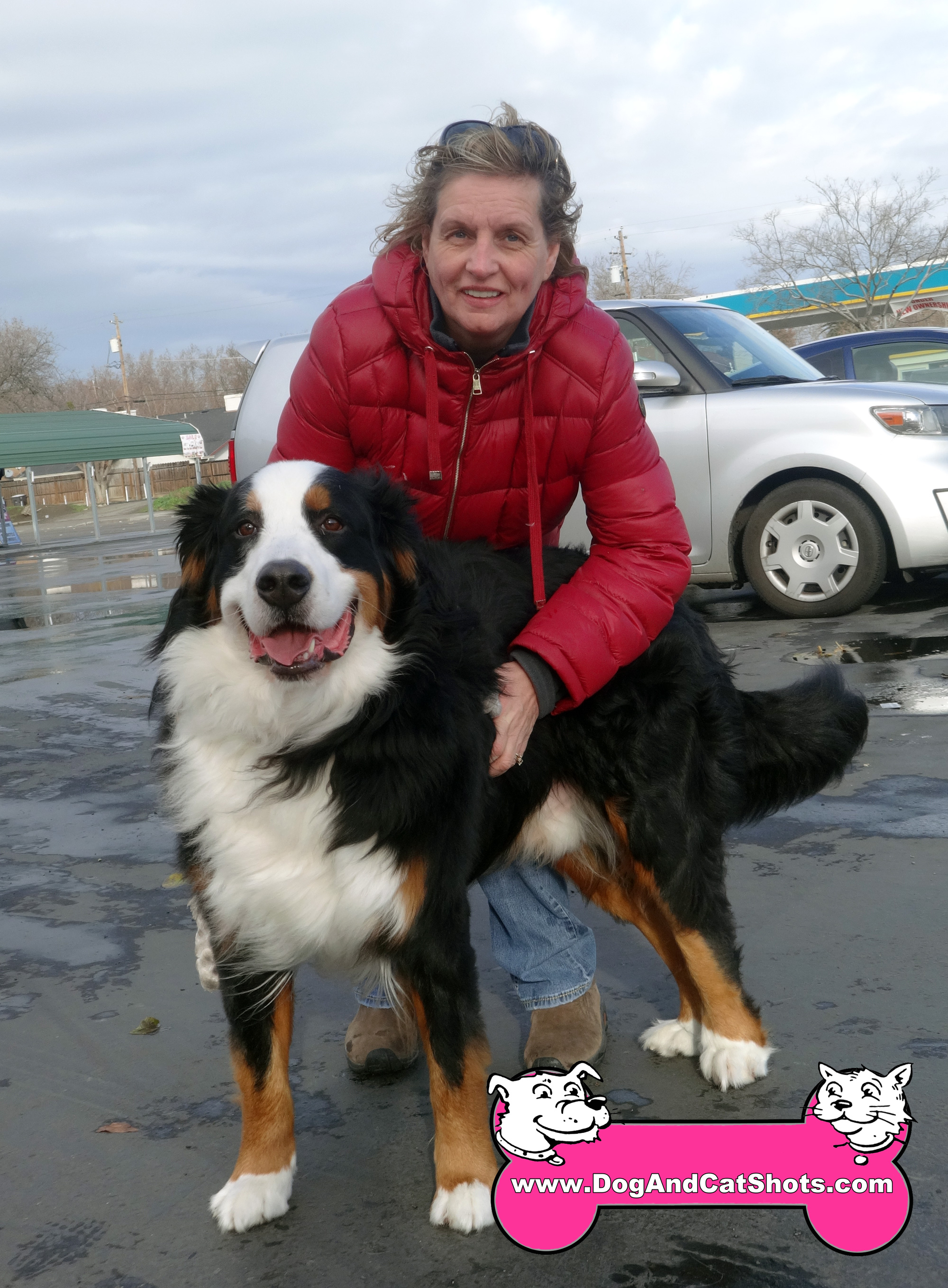 bernese mountain cost low cost and cat in northern california bernese mountain archives low bernese mountain cost low cost and cat in northern california bernese mountain archives low