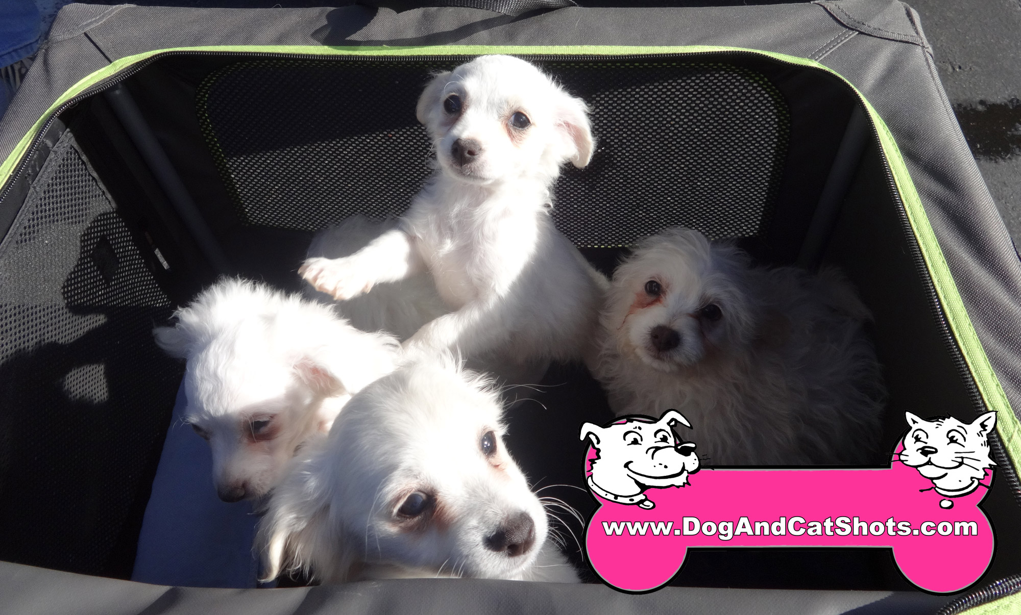 How Much Does A Mutt Dog Cost