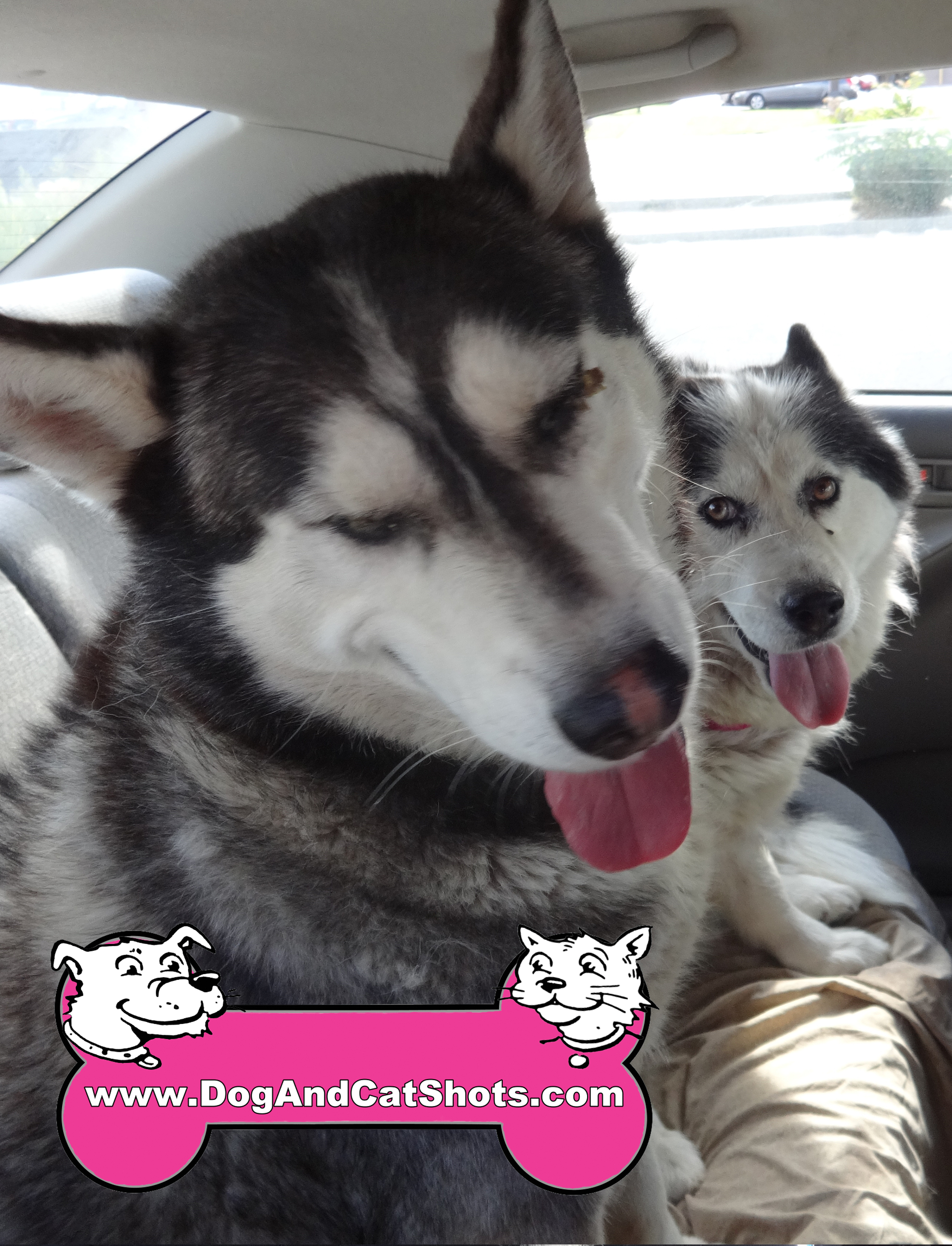 Where Did Huskies Originate From