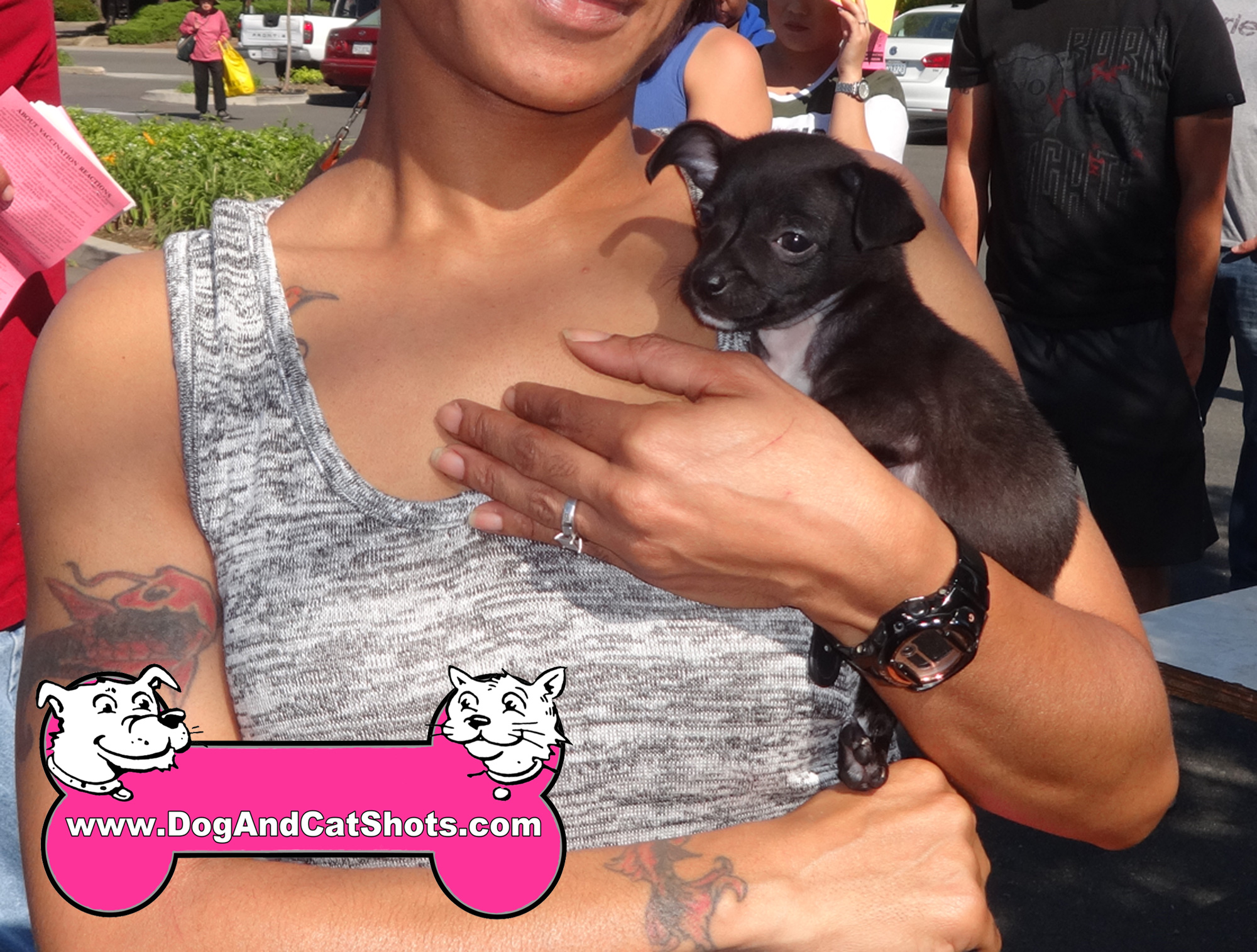 Low Cost Dog and Cat Shots in Northern California Benzino the Chihuahua Pup  gets his Parvo Shots in Sacramento - Low Cost Dog and Cat Shots in Northern  California