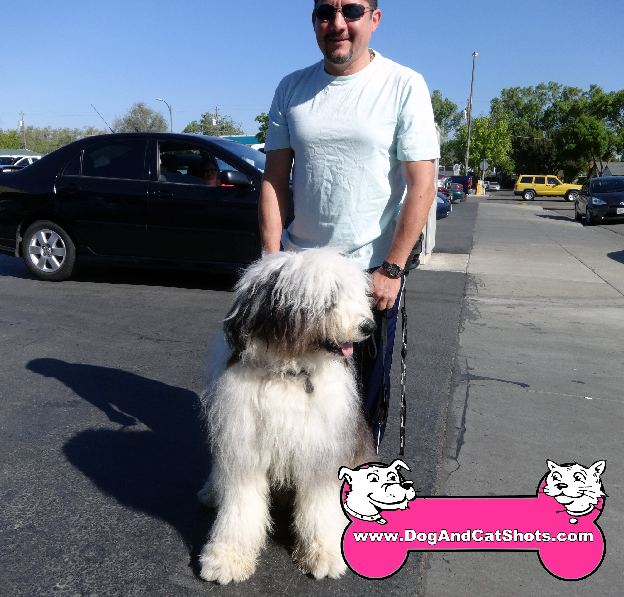 Low Cost Dog and Cat Shots in Northern California Duke the Old English