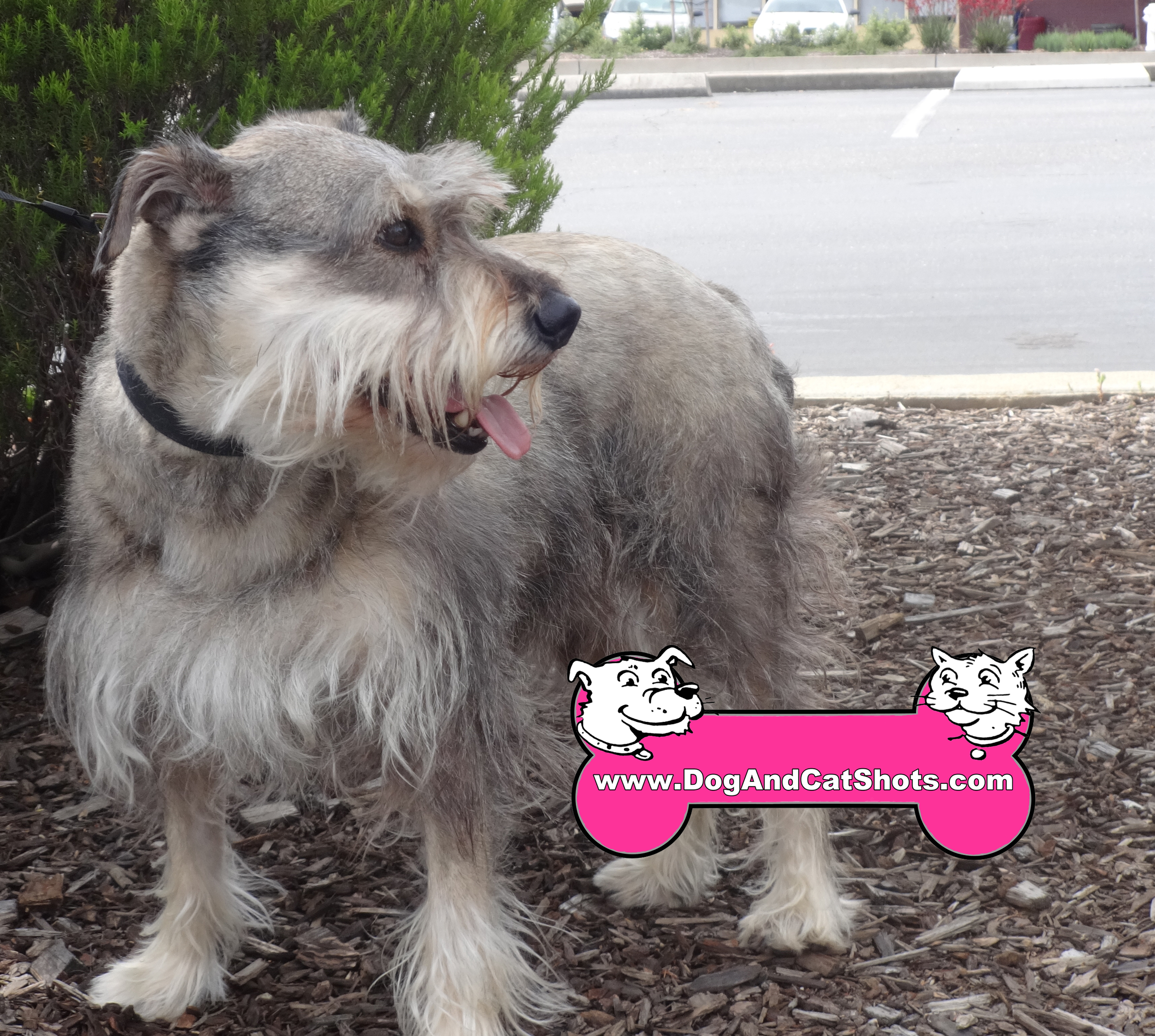 Low Cost Dog And Cat Shots In Northern California Schnauzer Archives low-cost-dog-and-cat-shots-in-northern-california-schnauzer-archives