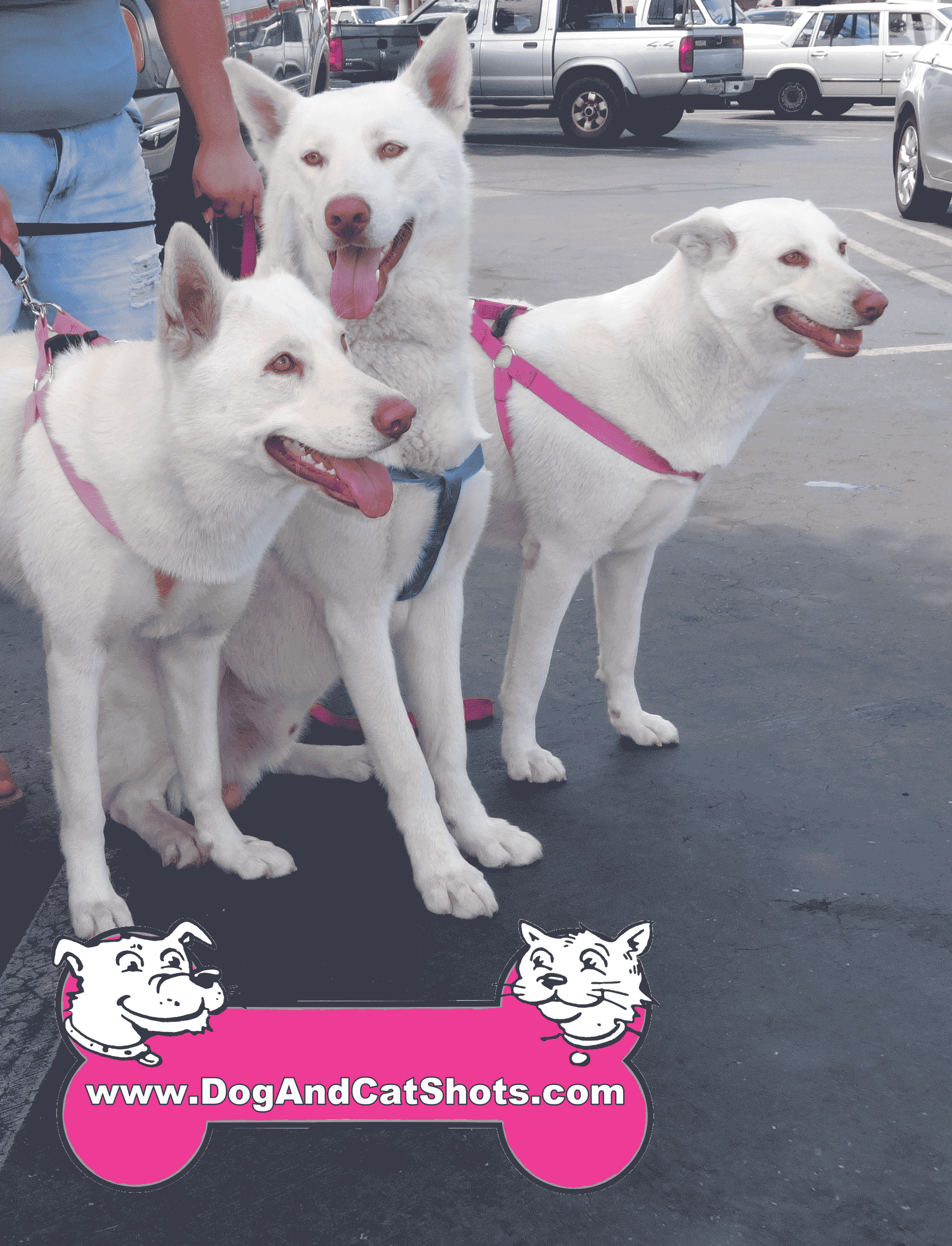 Low Cost Dog And Cat Shots In Northern California Tamaskan Husky low-cost-dog-and-cat-shots-in-northern-california-tamaskan-husky