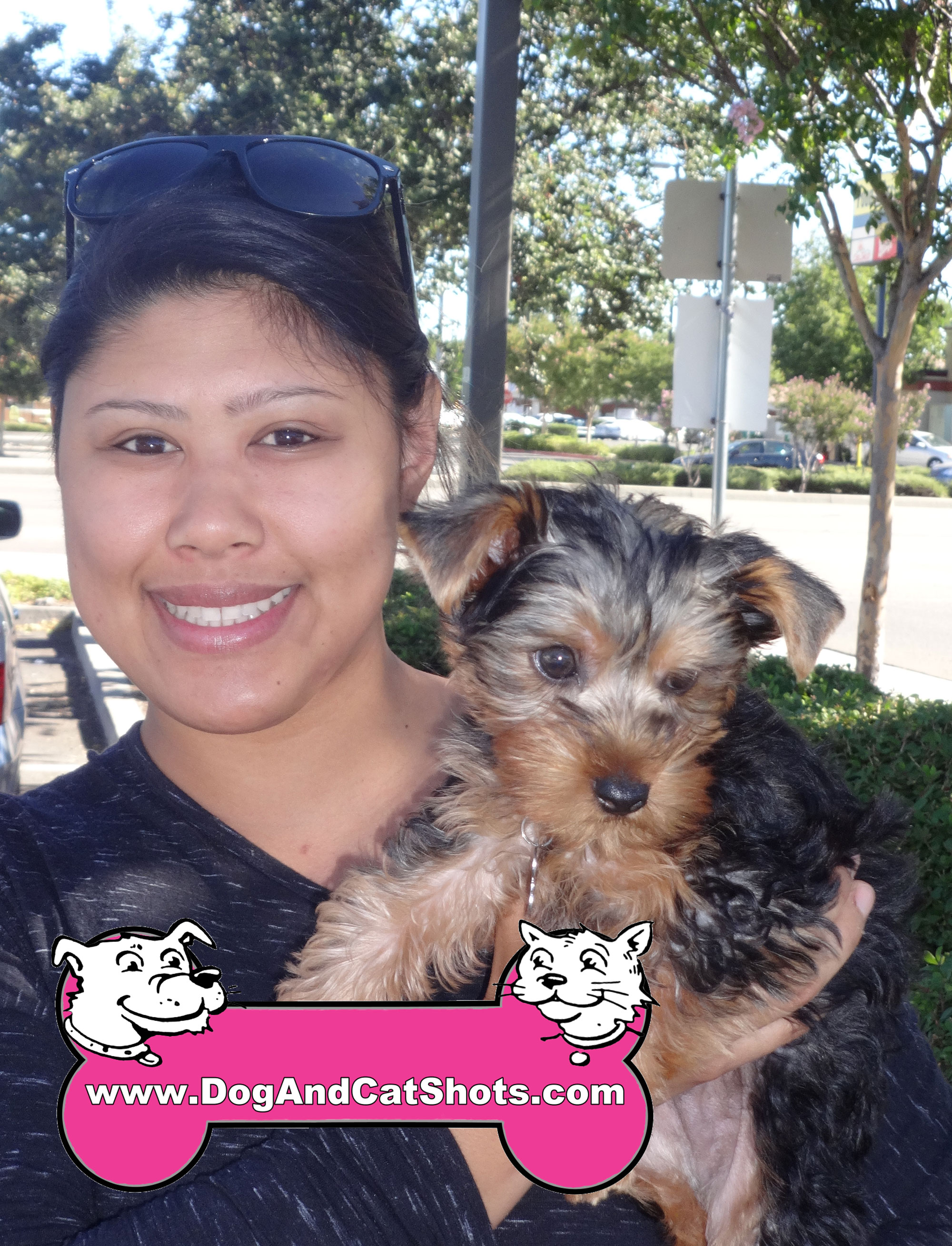 Low Cost Dog And Cat Shots In Northern California 17 Stockton Yorkie