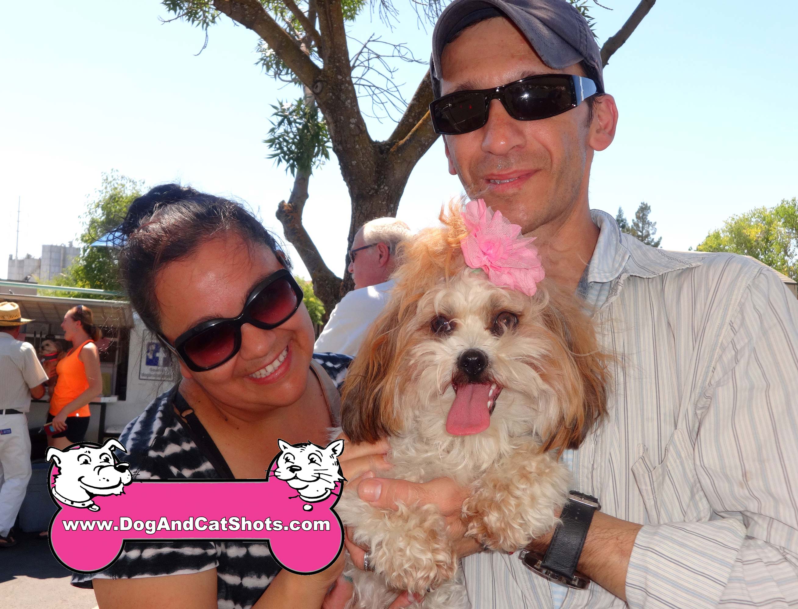 happy grove shih tzu low cost and cat in northern california shih tzu archives low cost and happy grove shih tzu low cost and cat in northern california shih tzu archives low cost and