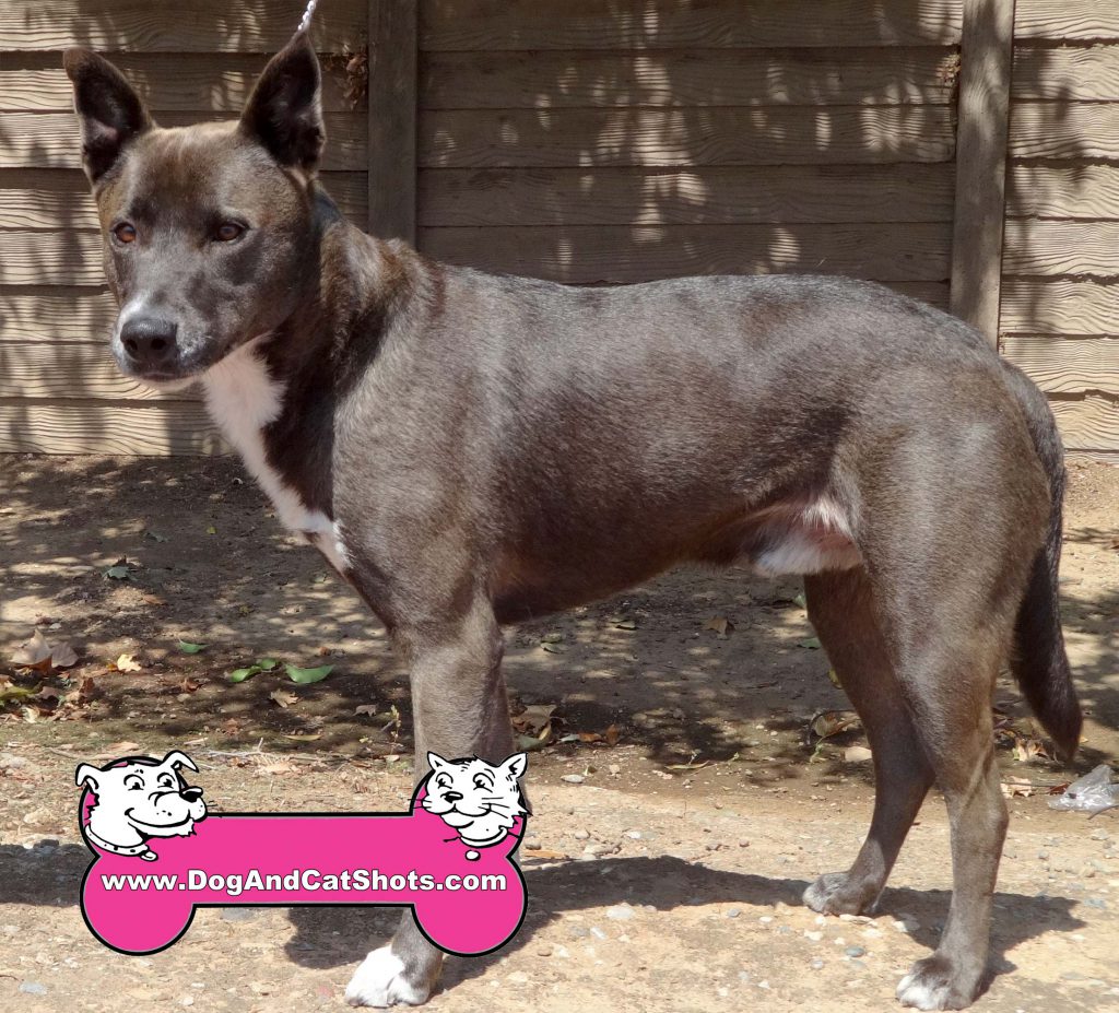 Low Cost Dog and Cat Shots in Northern California Exotic ...