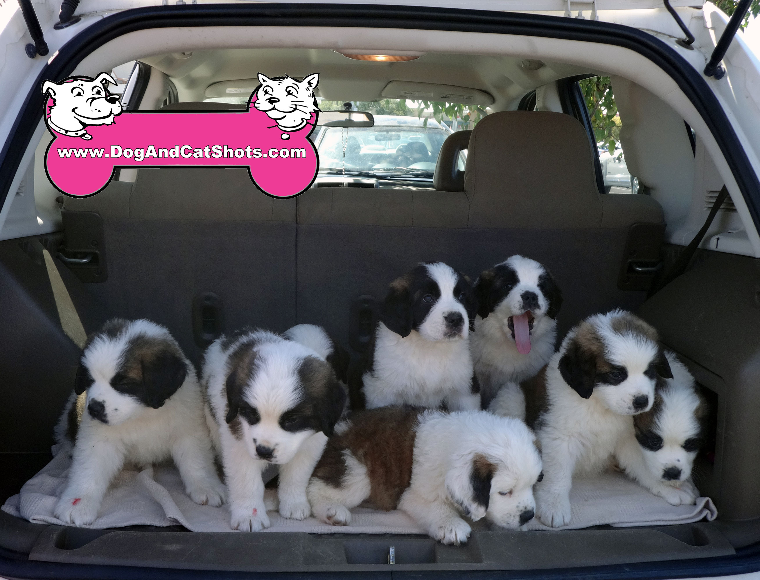 cute st bernard puppy