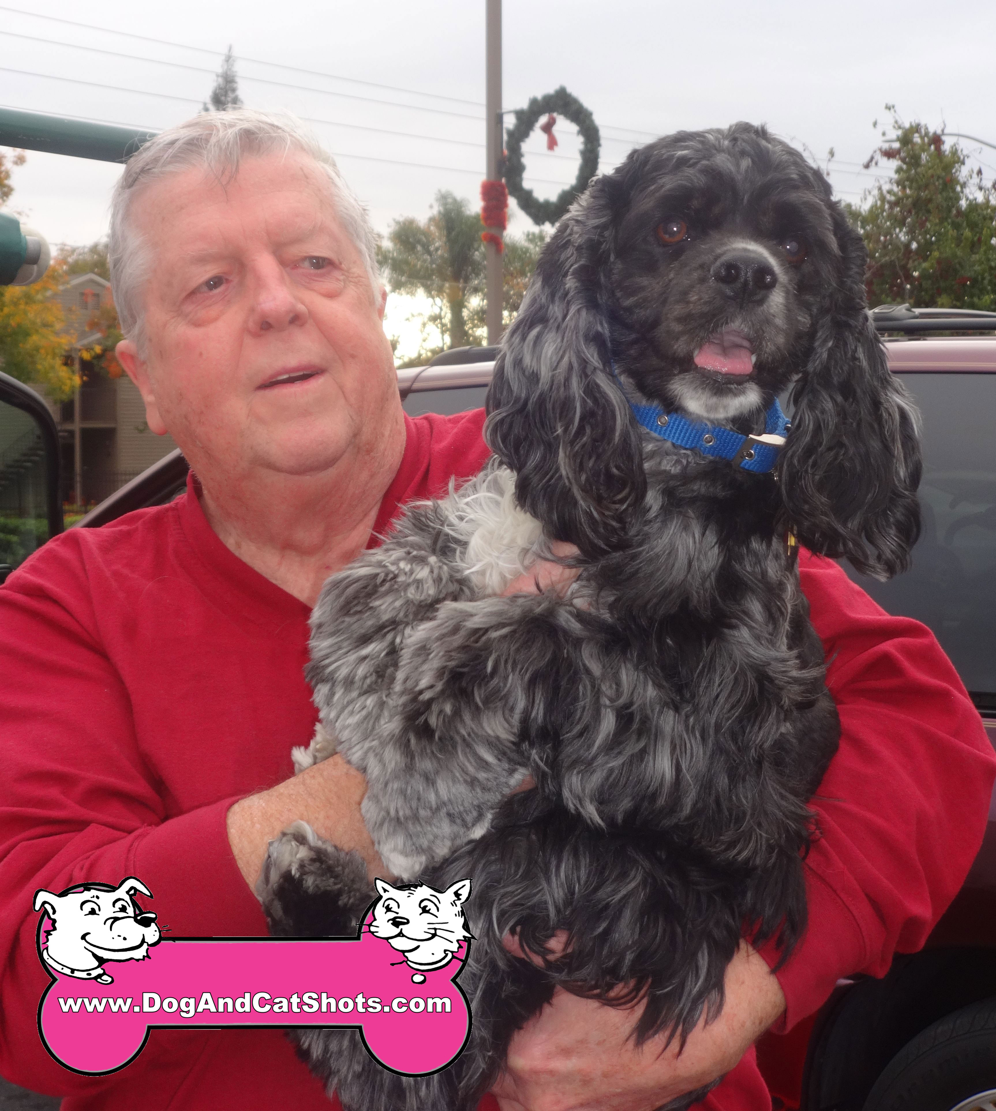 double merle cocker spaniel