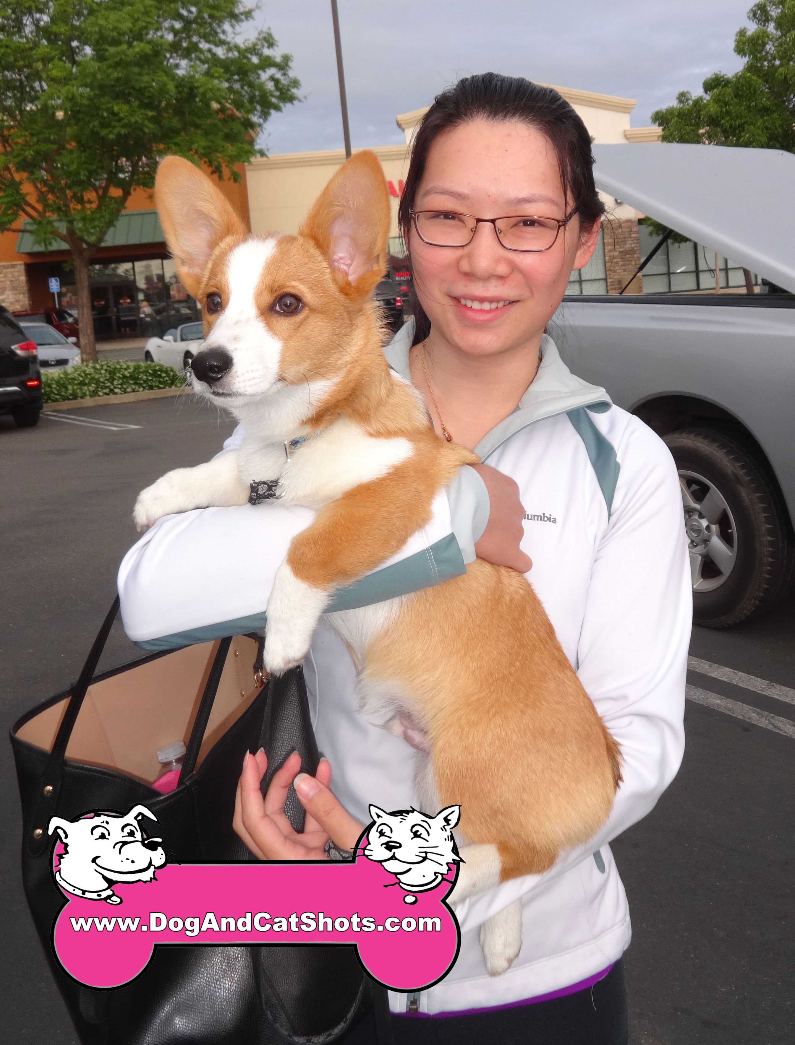 corgi puppies northern california cardigan corgi northern california aztec sweater dress corgi puppies northern california cardigan corgi northern california aztec sweater dress