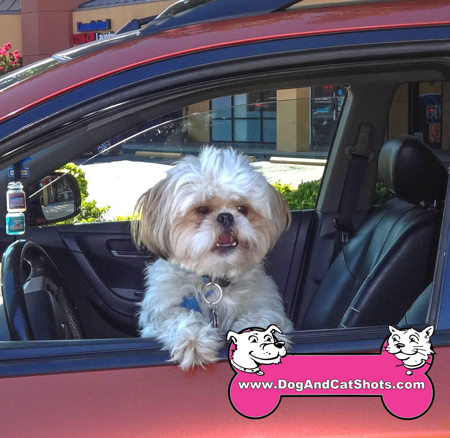 shih tzu sacramento low cost and cat in northern california we saw gizmo the shih tzu here at shih tzu sacramento low cost and cat in northern california we saw gizmo the shih tzu here at