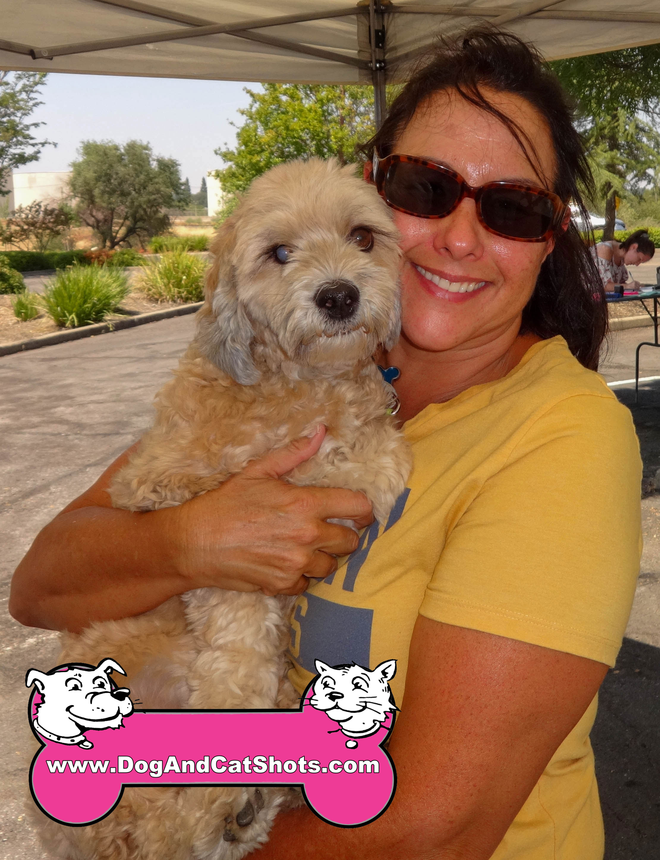 havanese northern california low cost and cat in northern california obi the havanese visited us in havanese northern california low cost and cat in northern california obi the havanese visited us in