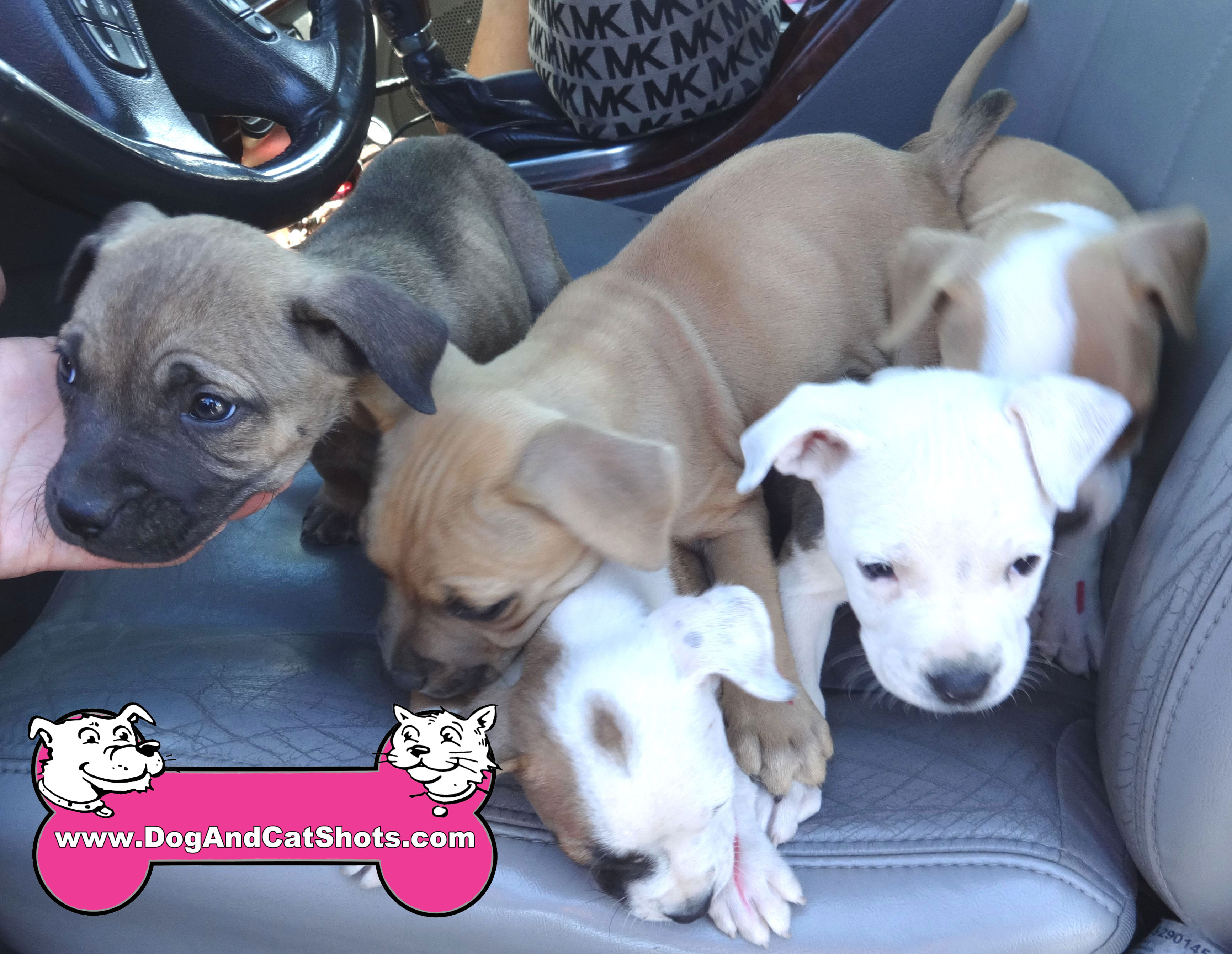 Pics of baby best sale pitbulls