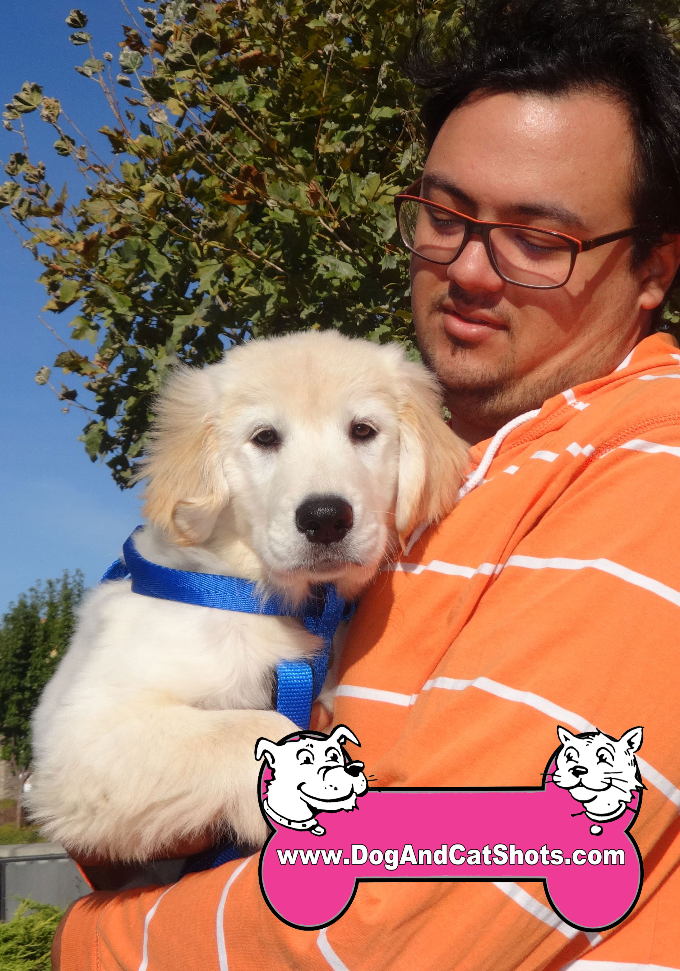 golden retriever puppies sacramento area low cost and cat in northern california rayleigh the golden retreiver puppy visited us in american low cost and cat golden retriever puppies sacramento area low cost and cat in northern california rayleigh the golden retreiver puppy visited us in american low cost and cat