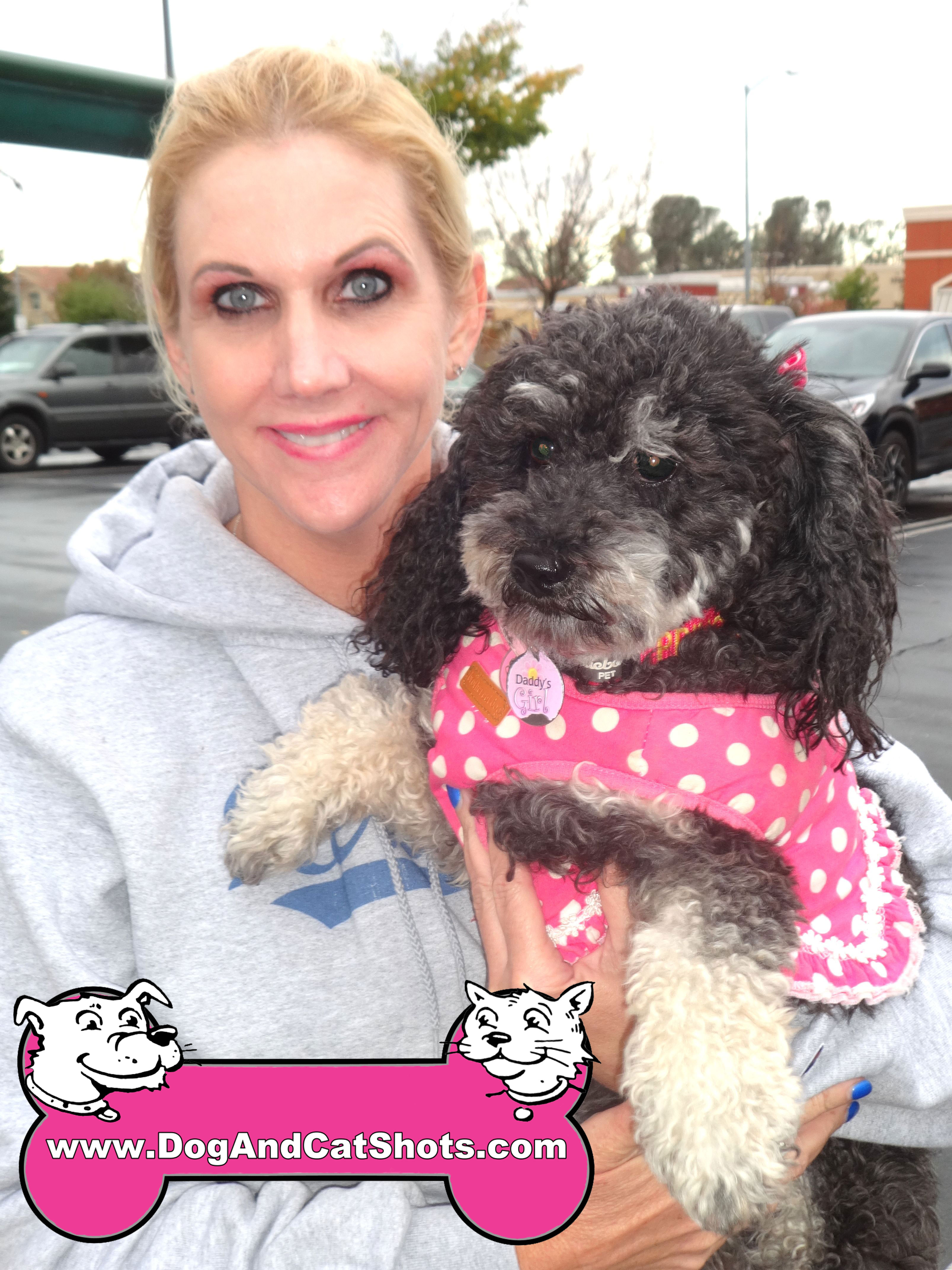 shih tzu poodle mix cost low cost and cat in northern california plum the shih tzu poodle mix visited shih tzu poodle mix cost low cost and cat in northern california plum the shih tzu poodle mix visited