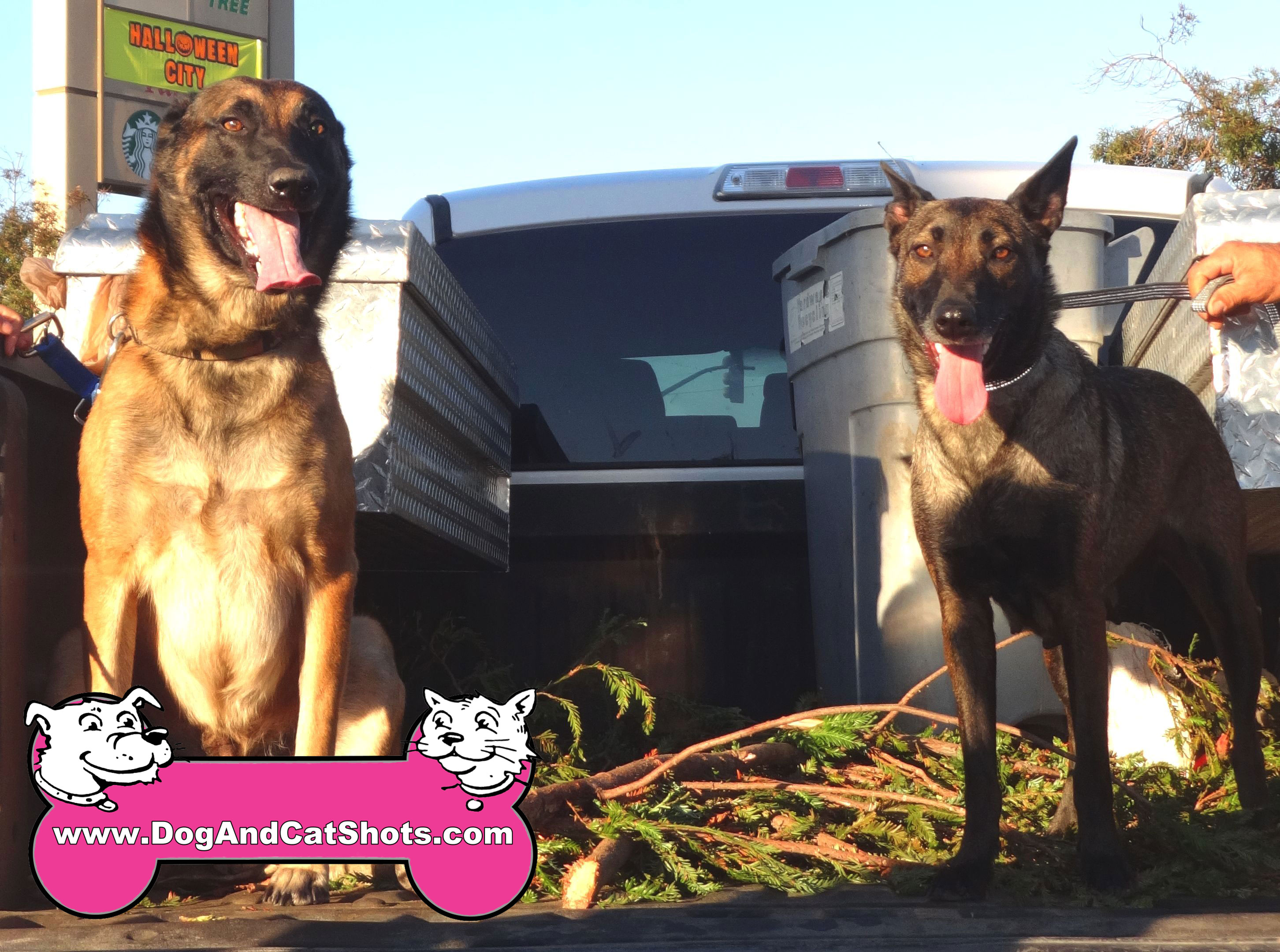 Low Cost Dog and Cat Shots in Northern California Dino ... Low Cost Dog and Cat Shots in Northern California Dino ...