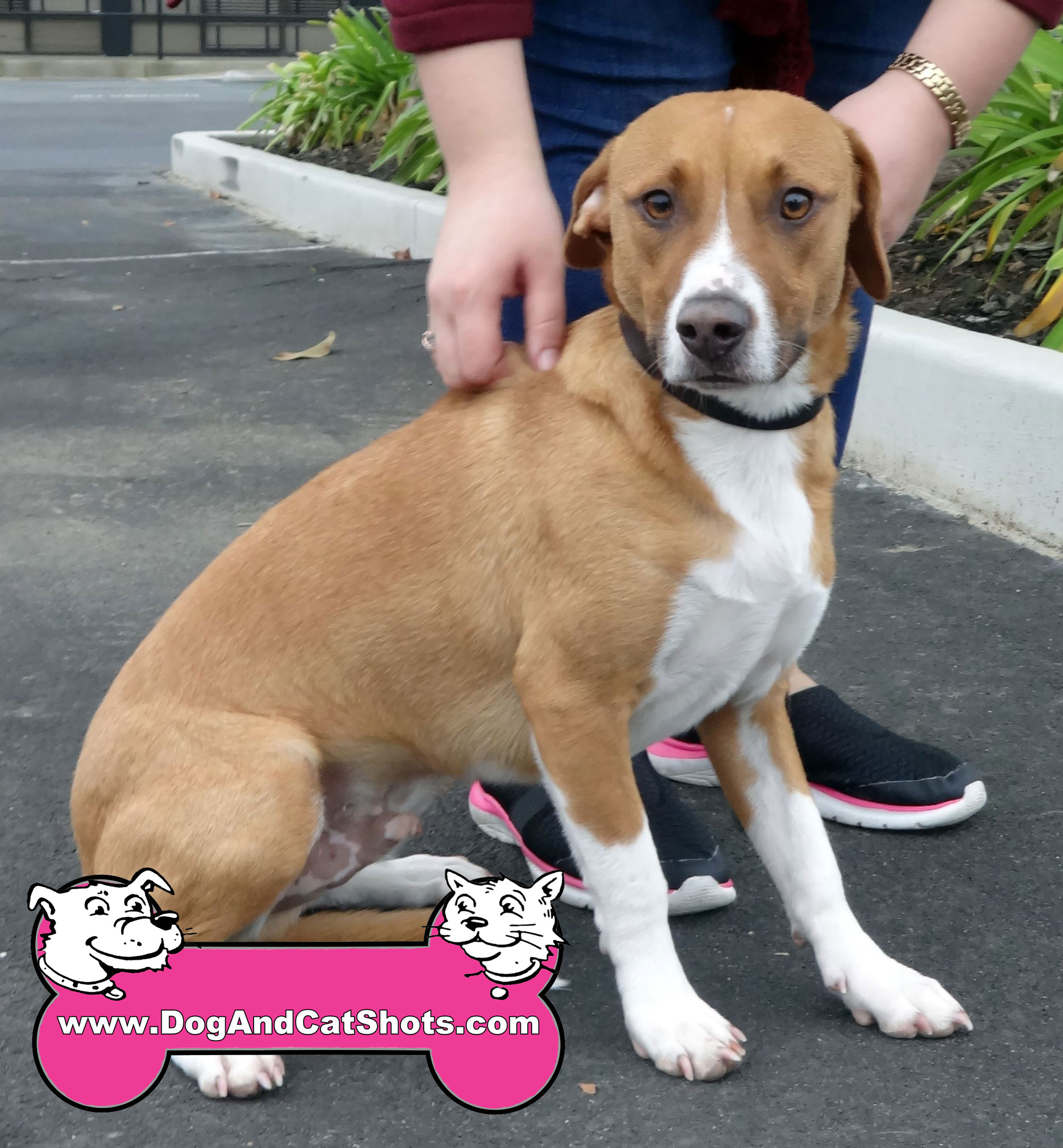 Lab Beagle Pitbull Mix