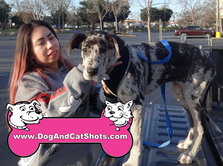 great dane breeders northern california