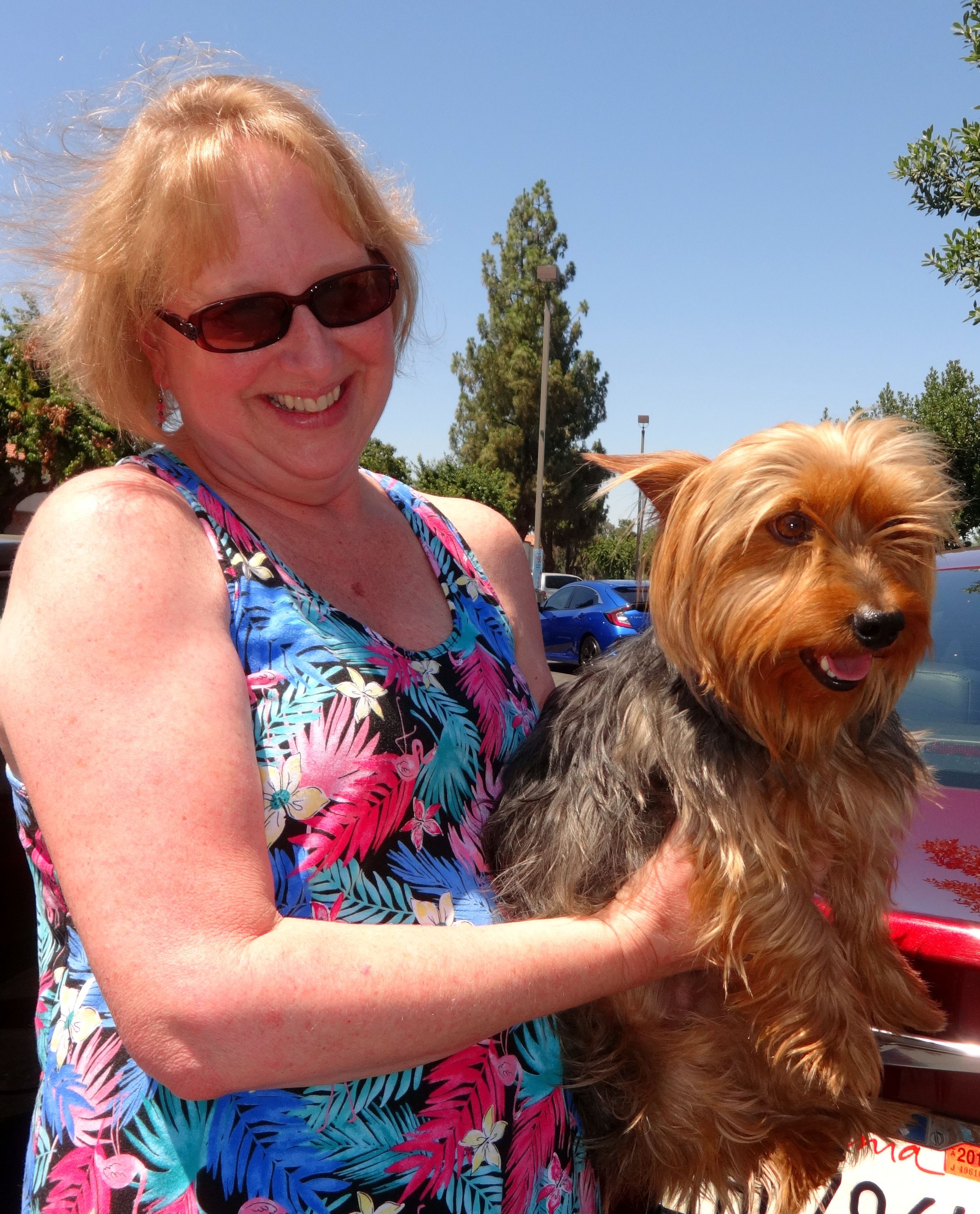Australian yorkie terrier cheap
