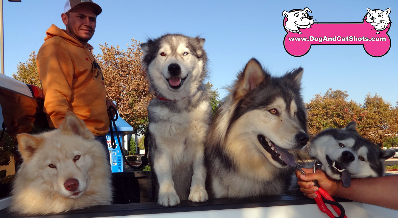 Is A Mackenzie River Husky A Good Family Dog