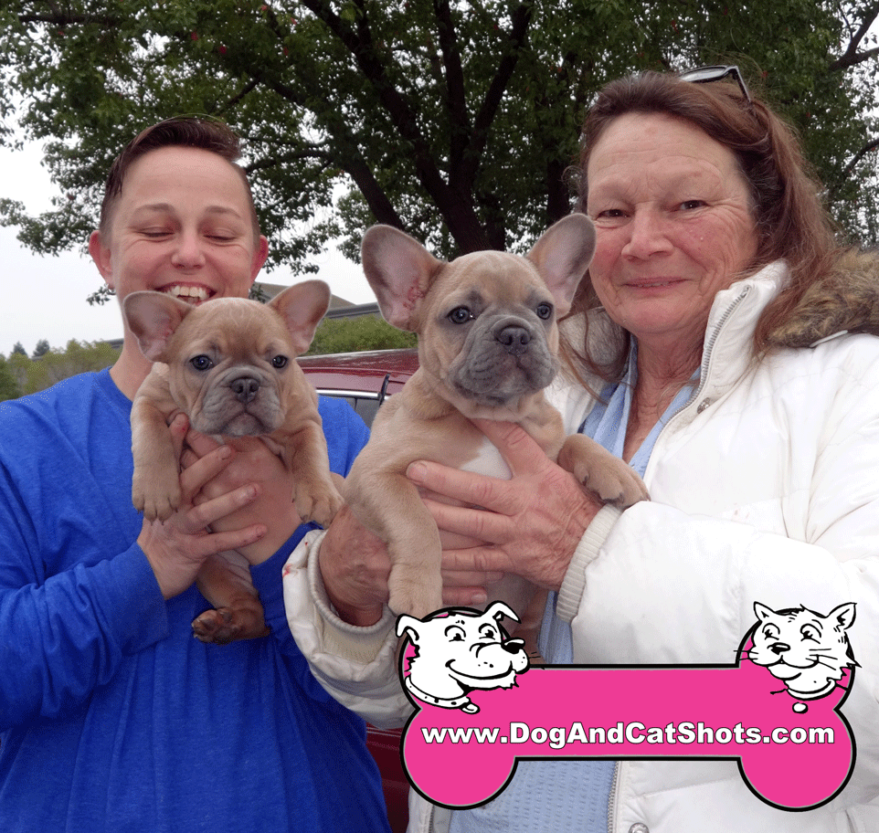 Low Cost Dog And Cat Shots In Northern California French Bull Dog low-cost-dog-and-cat-shots-in-northern-california-french-bull-dog