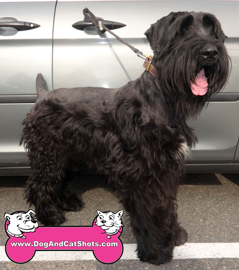 cost of a giant schnauzer