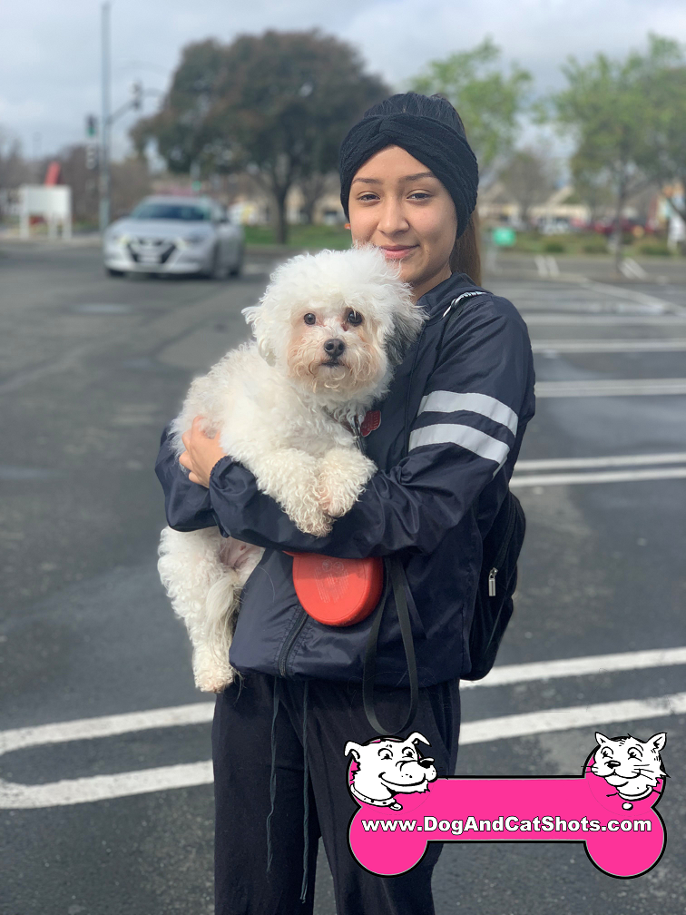 Low Cost Dog and Cat Shots in Northern California Miniature Poodle
