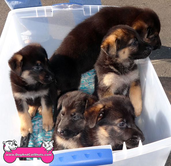 Low Cost Dog And Cat Shots In Northern California German Shepherd Archives Low Cost Dog And Cat Shots In Northern California