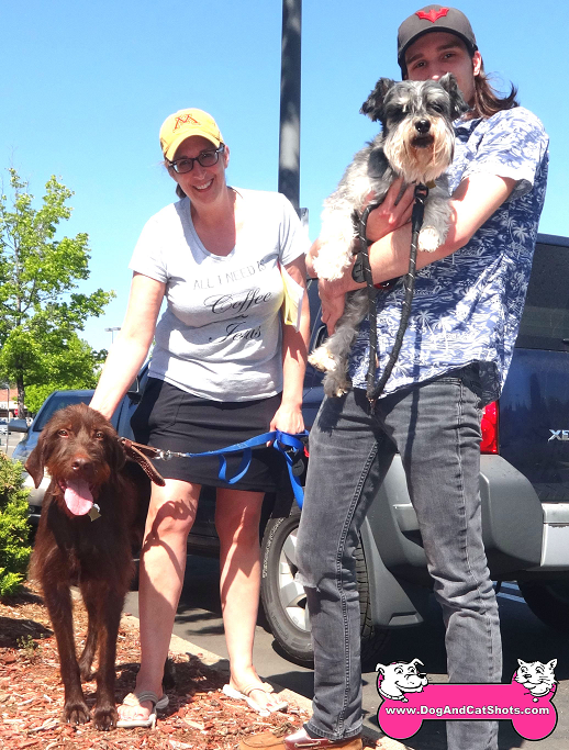 wire haired miniature schnauzer