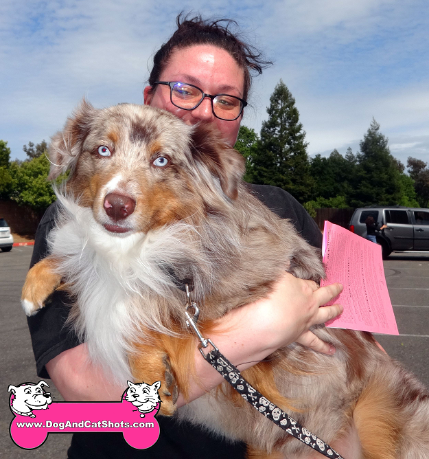 høflighed tønde Citere Low Cost Dog and Cat Shots in Northern California Gunther the Miniature Australian  Shepherd came to our Rancho Cordova clinic - Low Cost Dog and Cat Shots in  Northern California