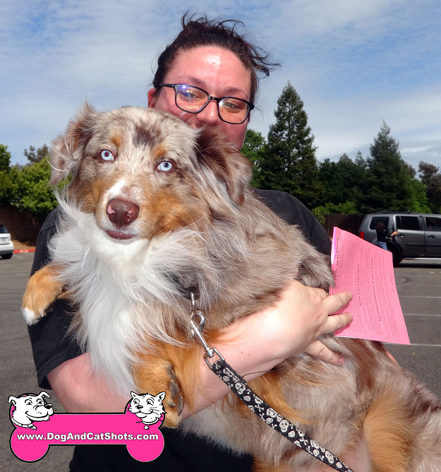 Low Dog and Cat Shots in Northern California Gunther the Australian Shepherd came to our Rancho Cordova clinic - Low Dog and Cat Shots in Northern California