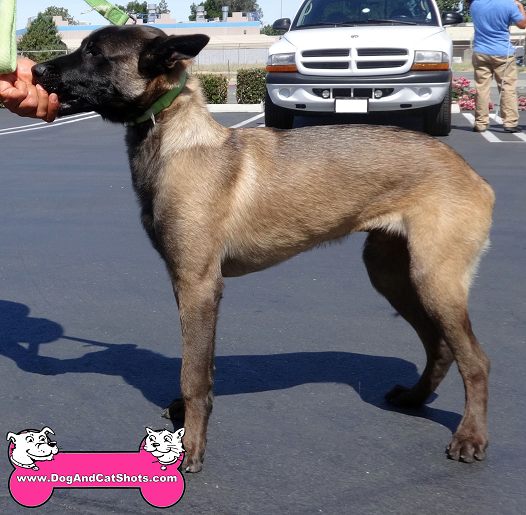 Low Cost Dog And Cat Shots In Northern California Belgian Malinois Archives Low Cost Dog And Cat Shots In Northern California