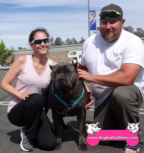Low Cost Dog And Cat Shots In Northern California Cane Corso