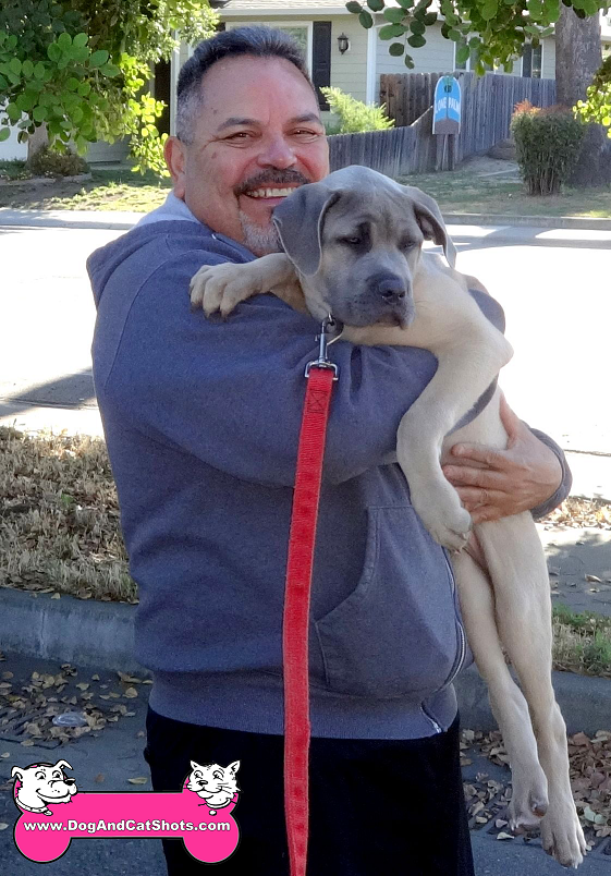 Low Cost Dog And Cat Shots In Northern California Cane Corso