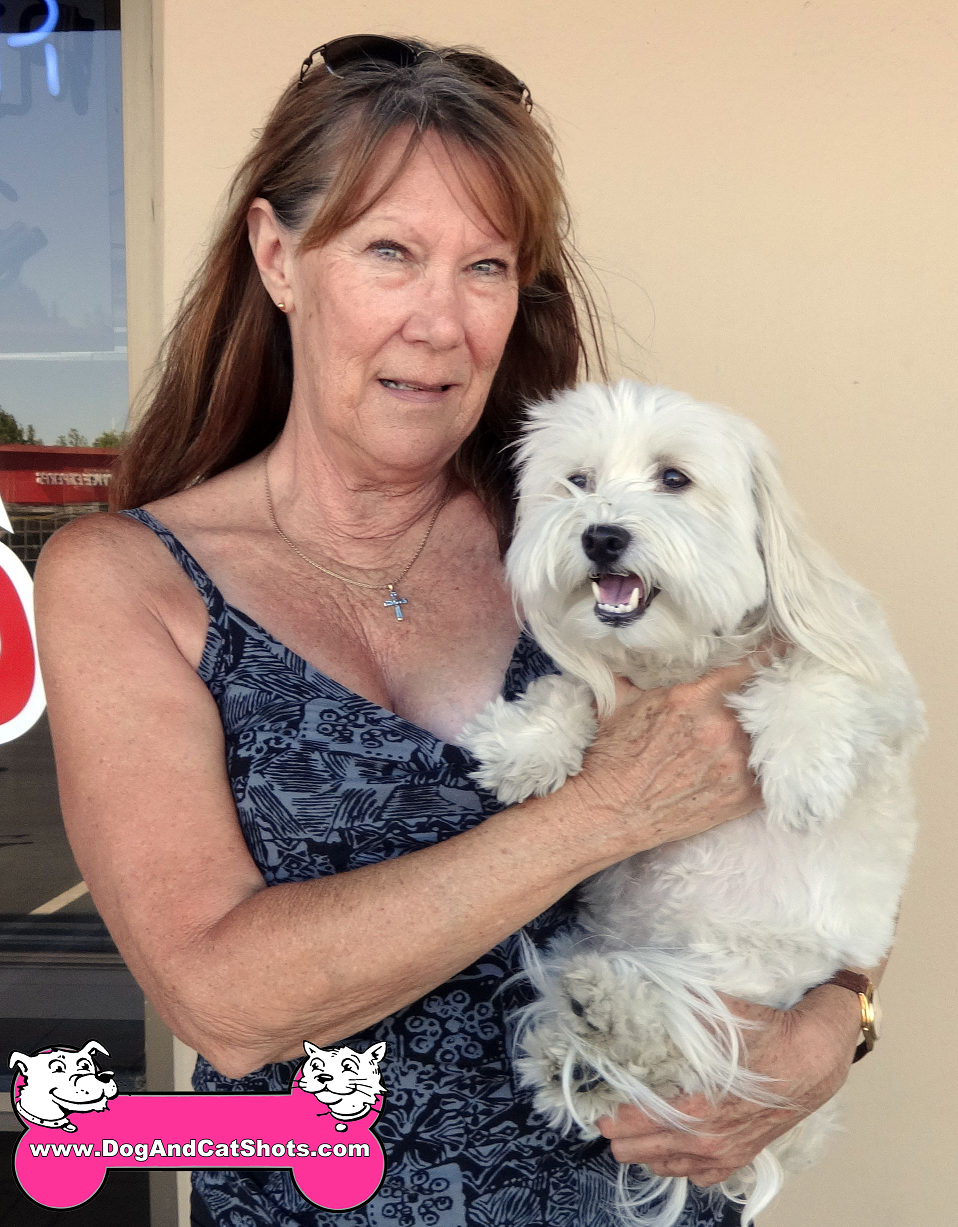 Low Cost Dog and Cat Shots in Northern California Havanese