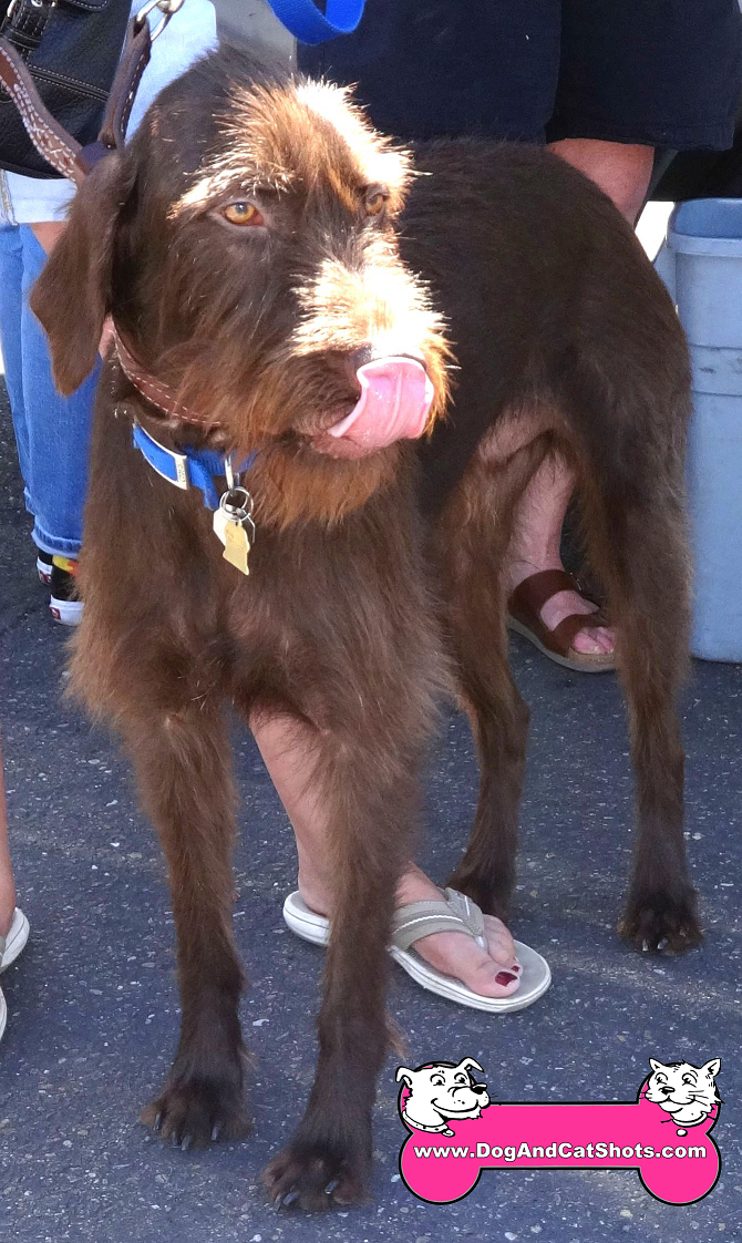 german wirehaired pointer california
