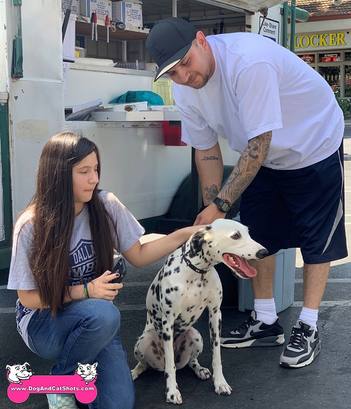 do dalmatian dogs shed