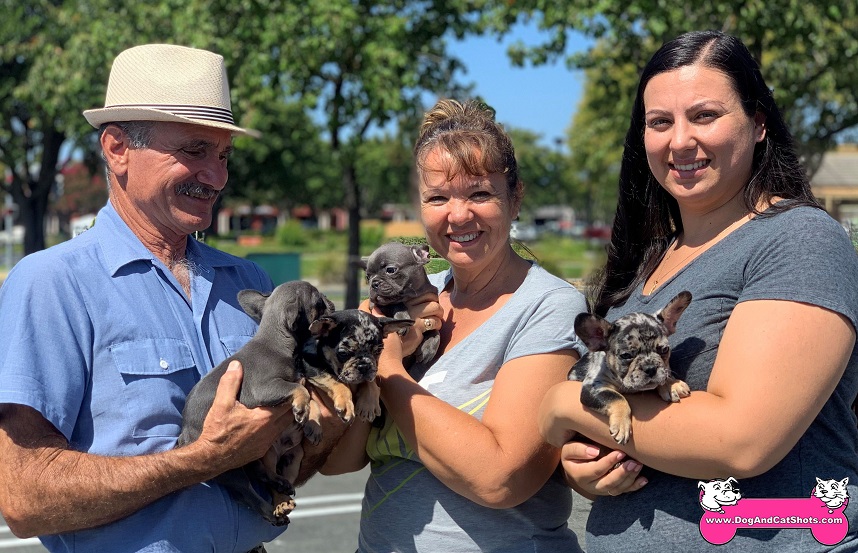 Low Cost Dog and Cat Shots in Northern California French Bull Dog