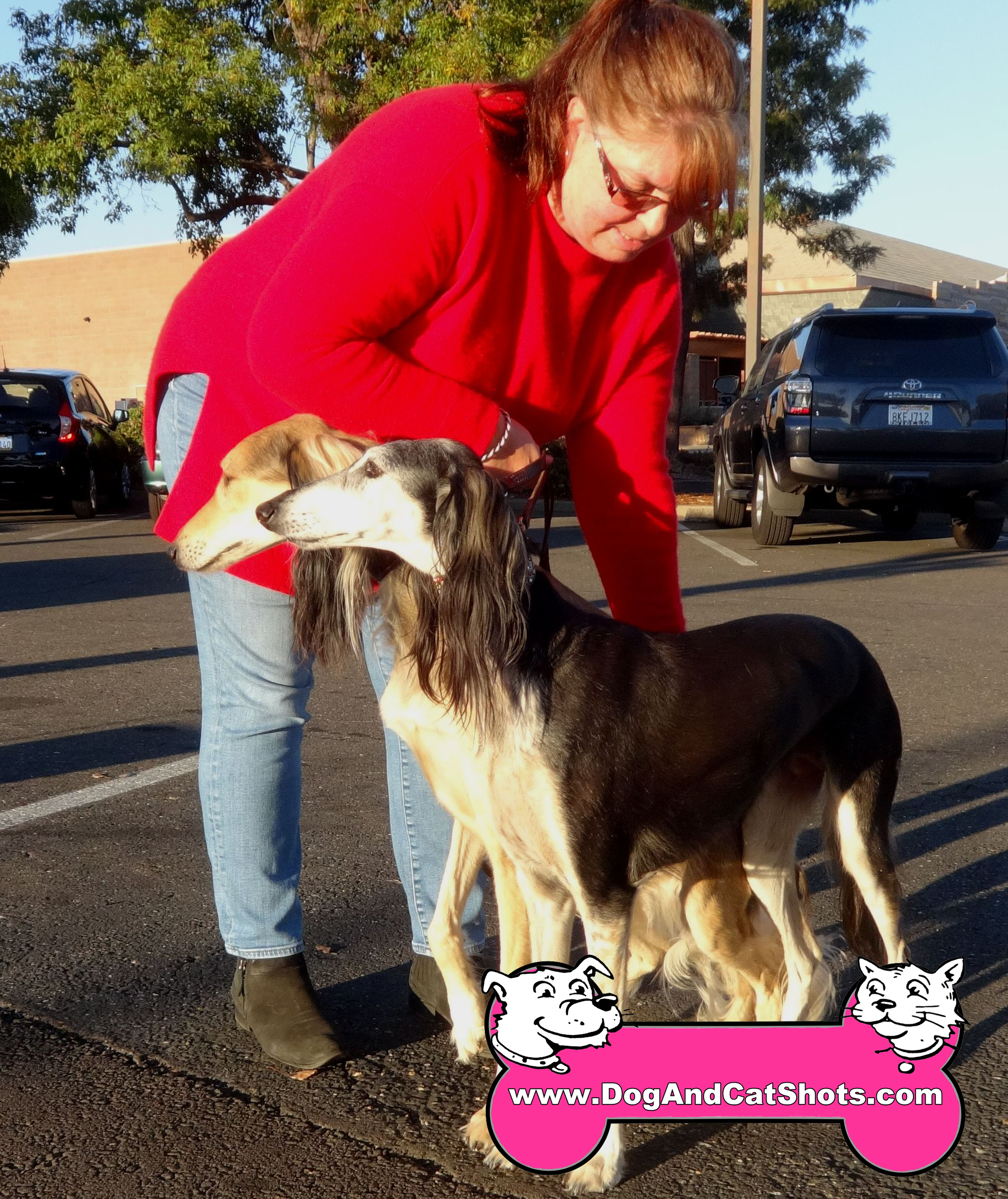 Low Cost Dog and Cat Shots in Northern California Uncategorized