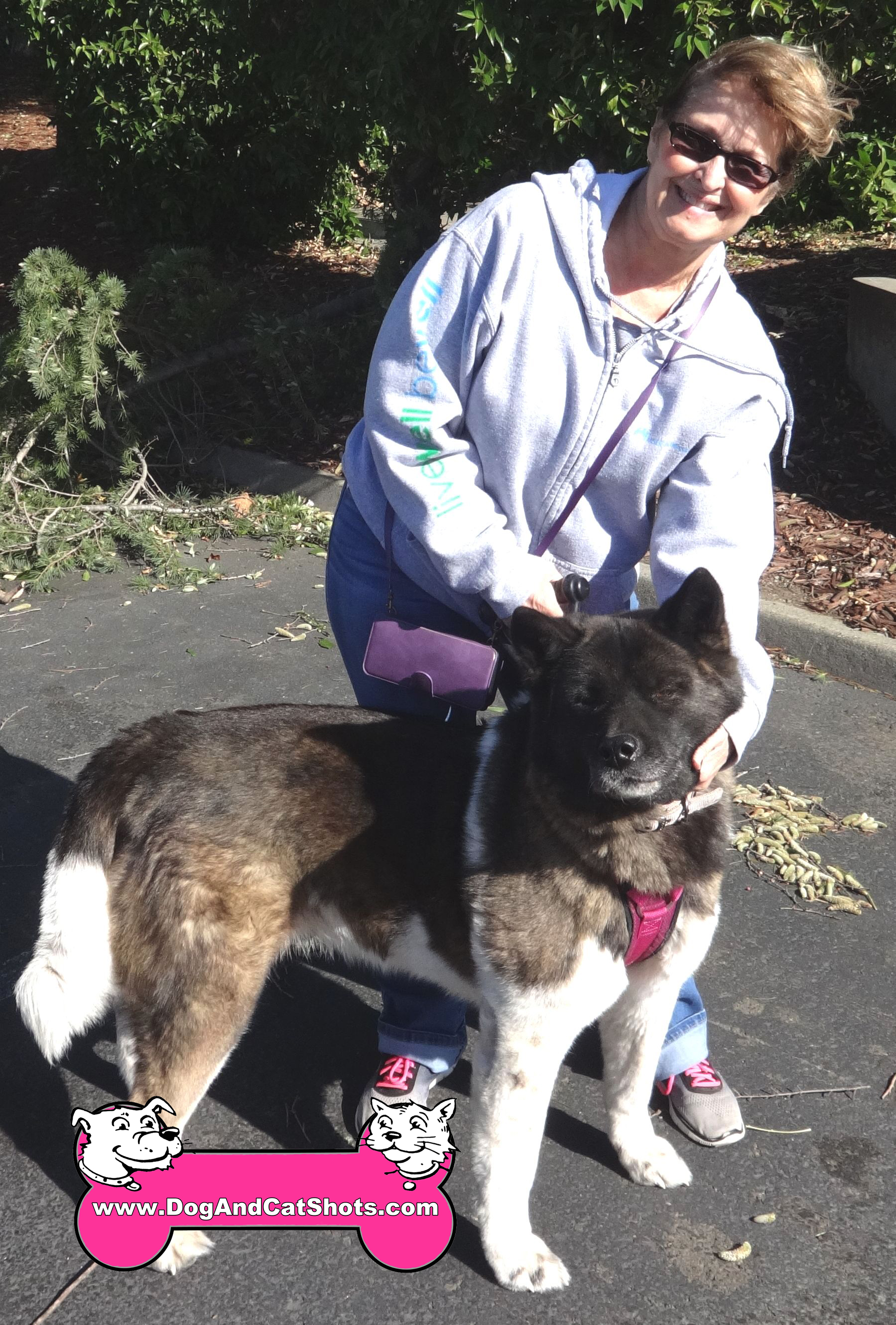 Low Cost Dog and Cat Shots in Northern California A Perfect Looking